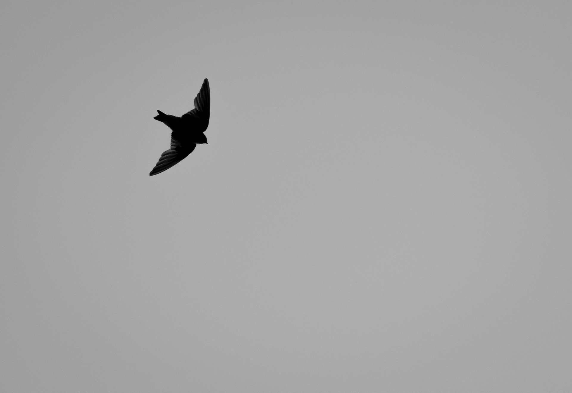 Violet-green Swallow