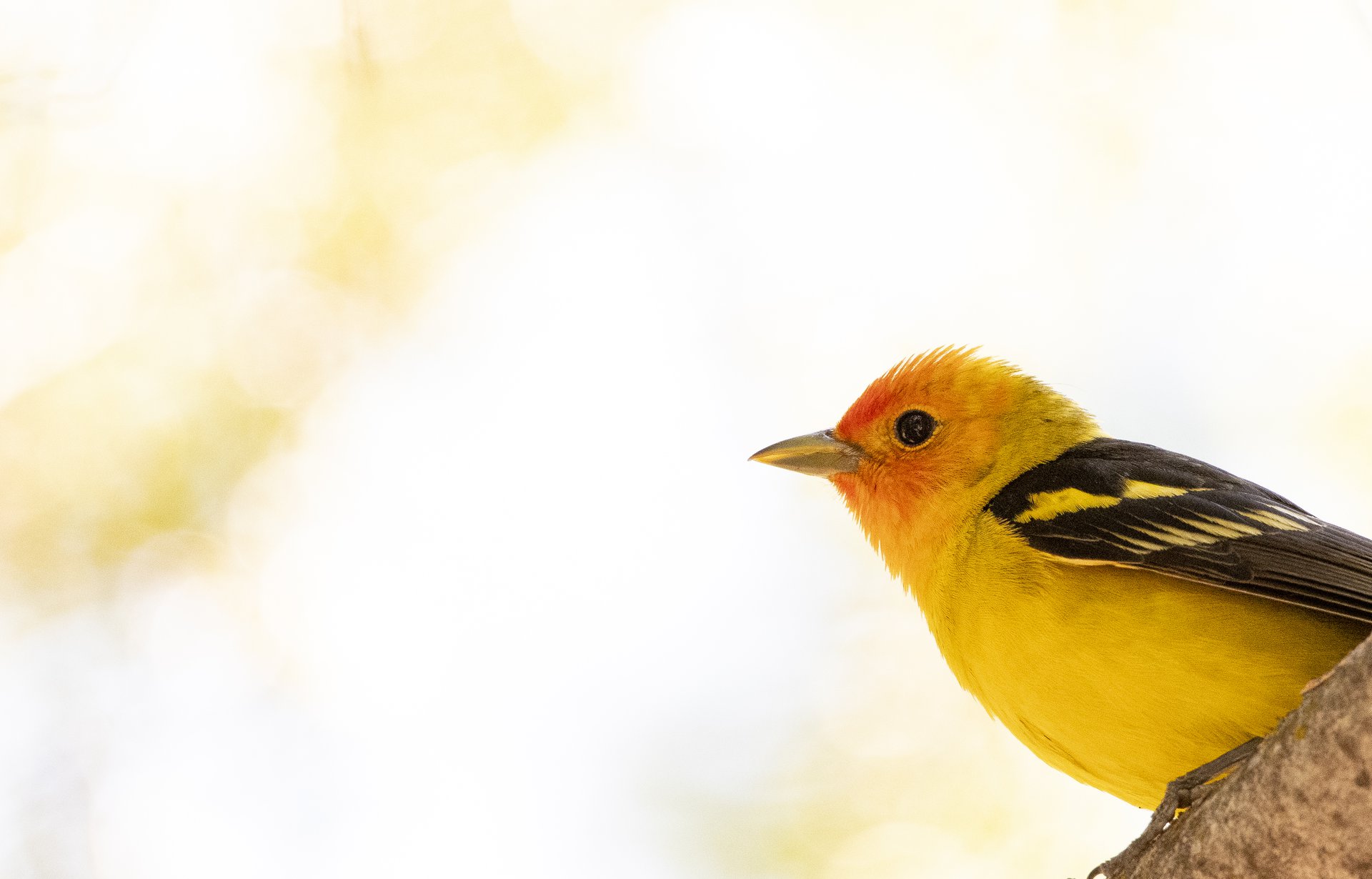 Western Tanager