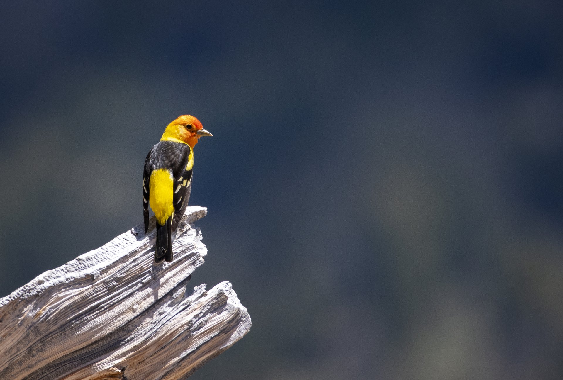 Western Tanager