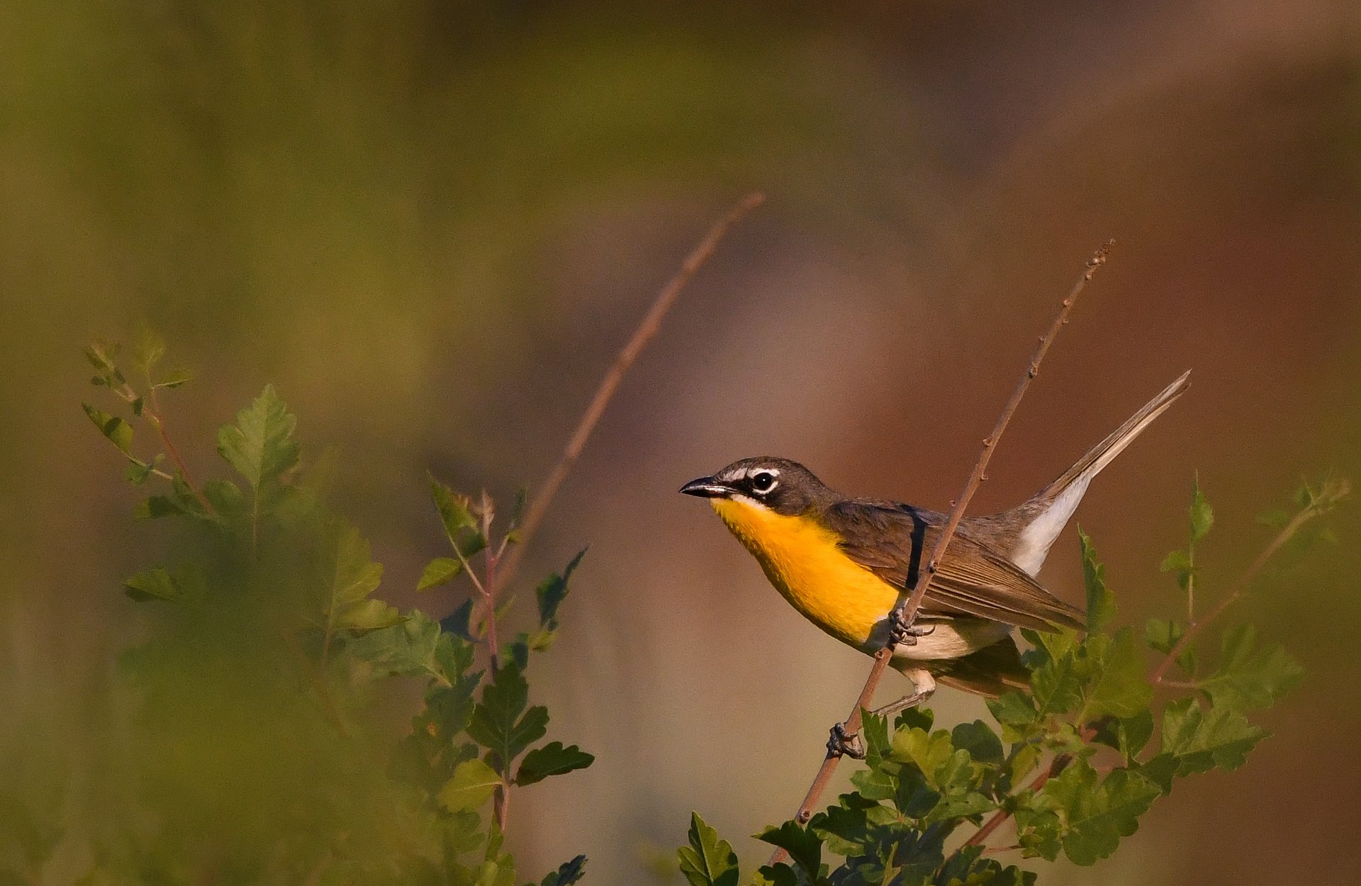 Yellow-breasted Chat