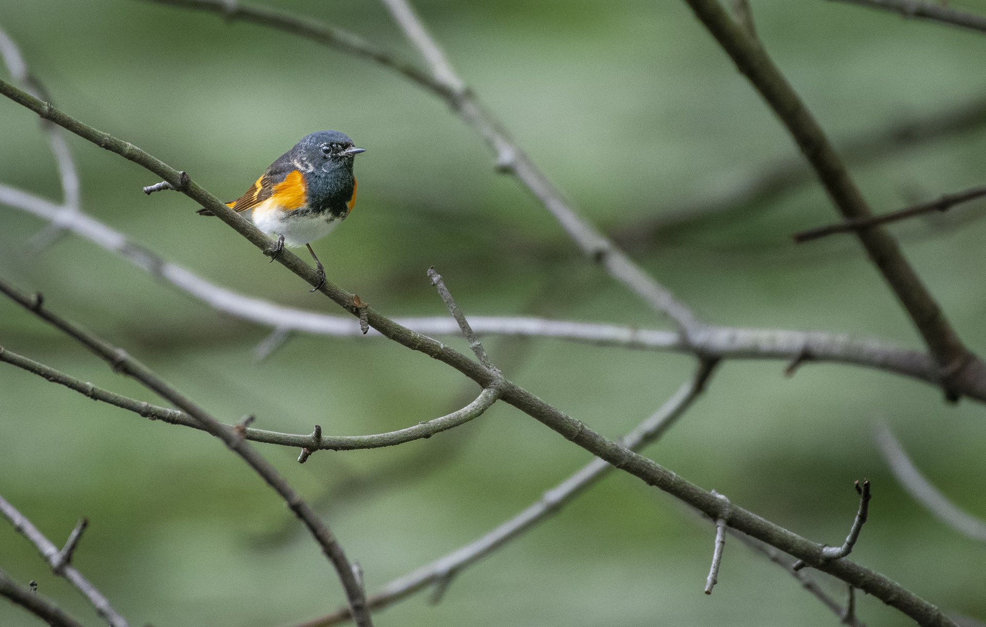 American Redstart