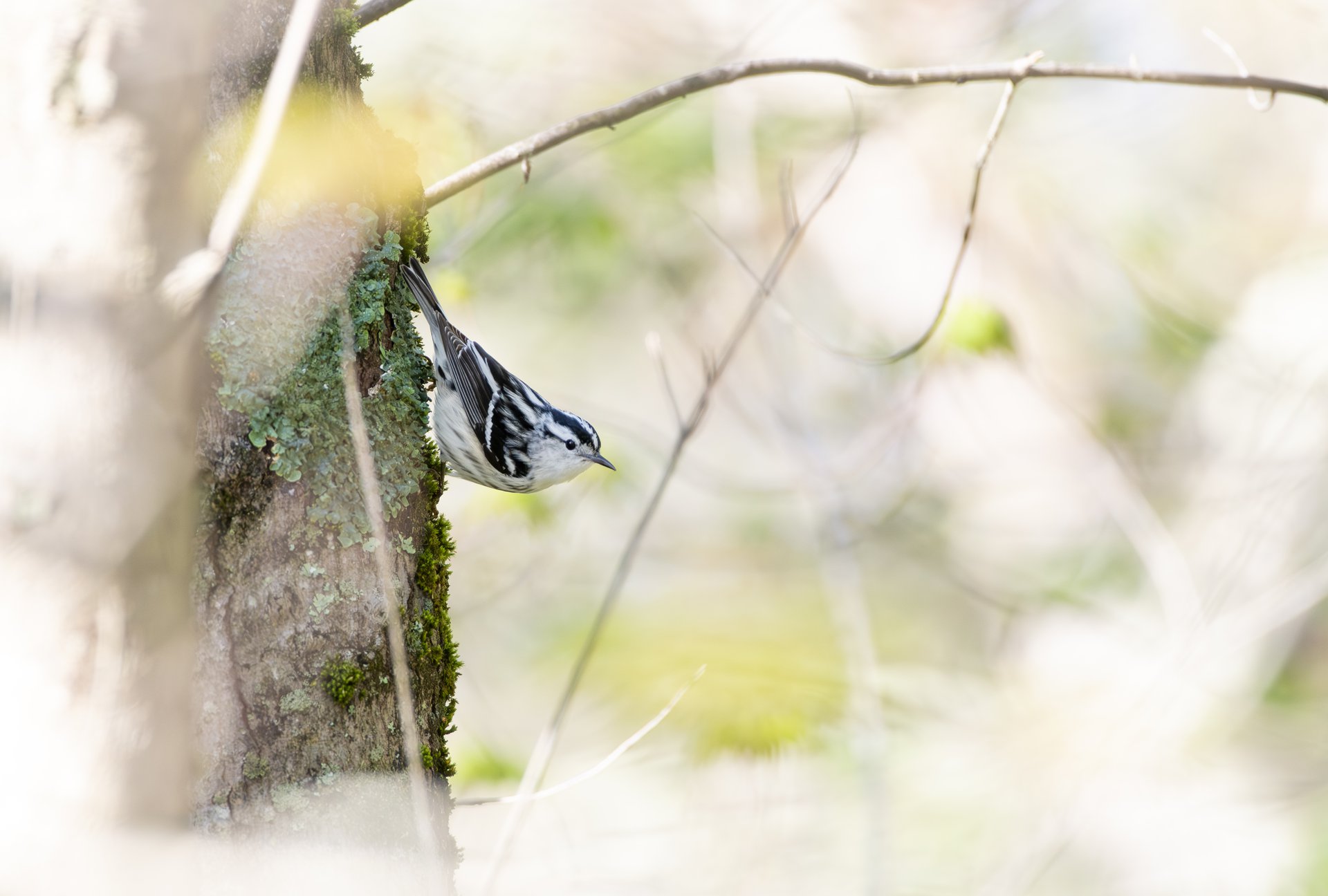 Black-and-white Warbler