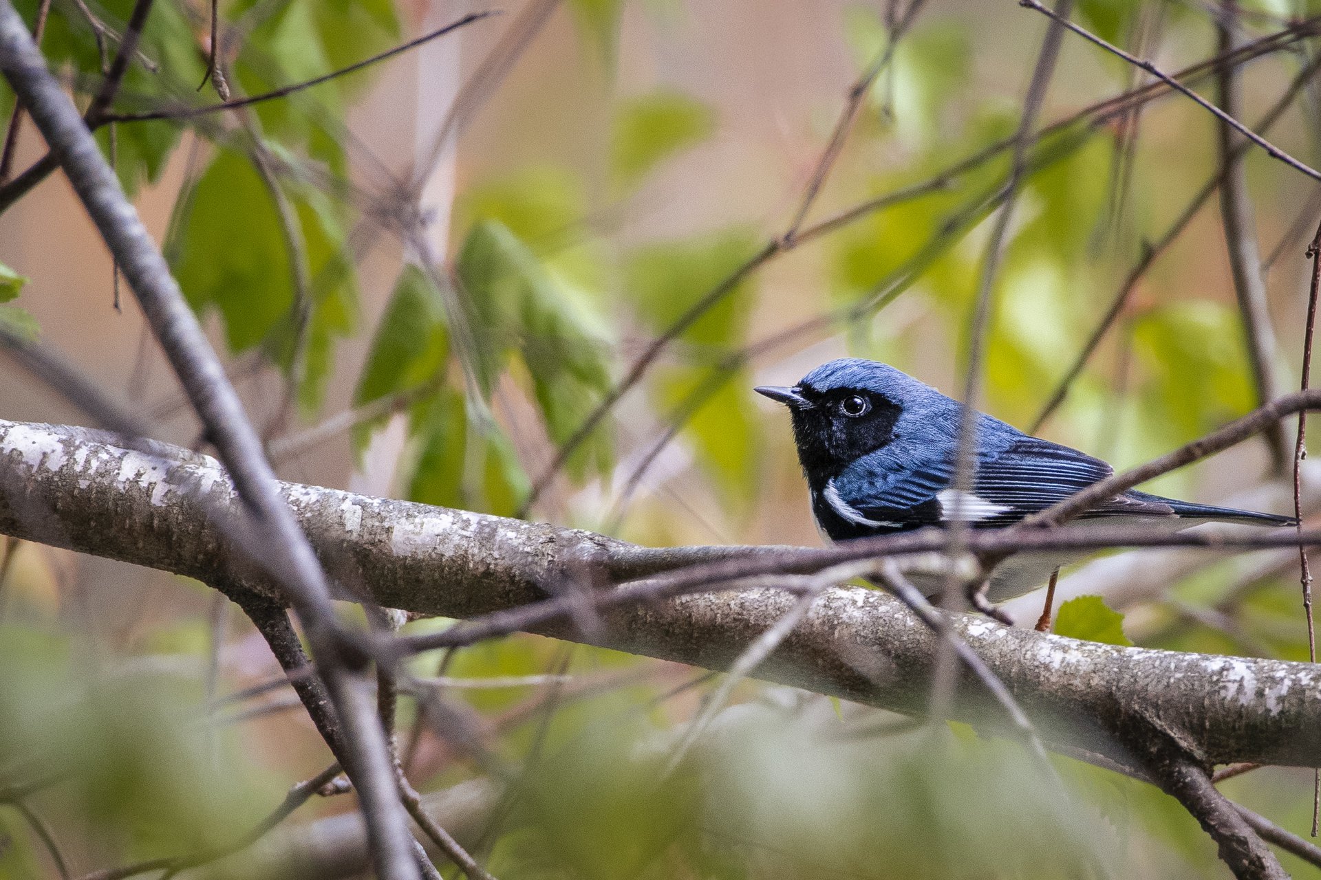 Black-throated Blue Warbler