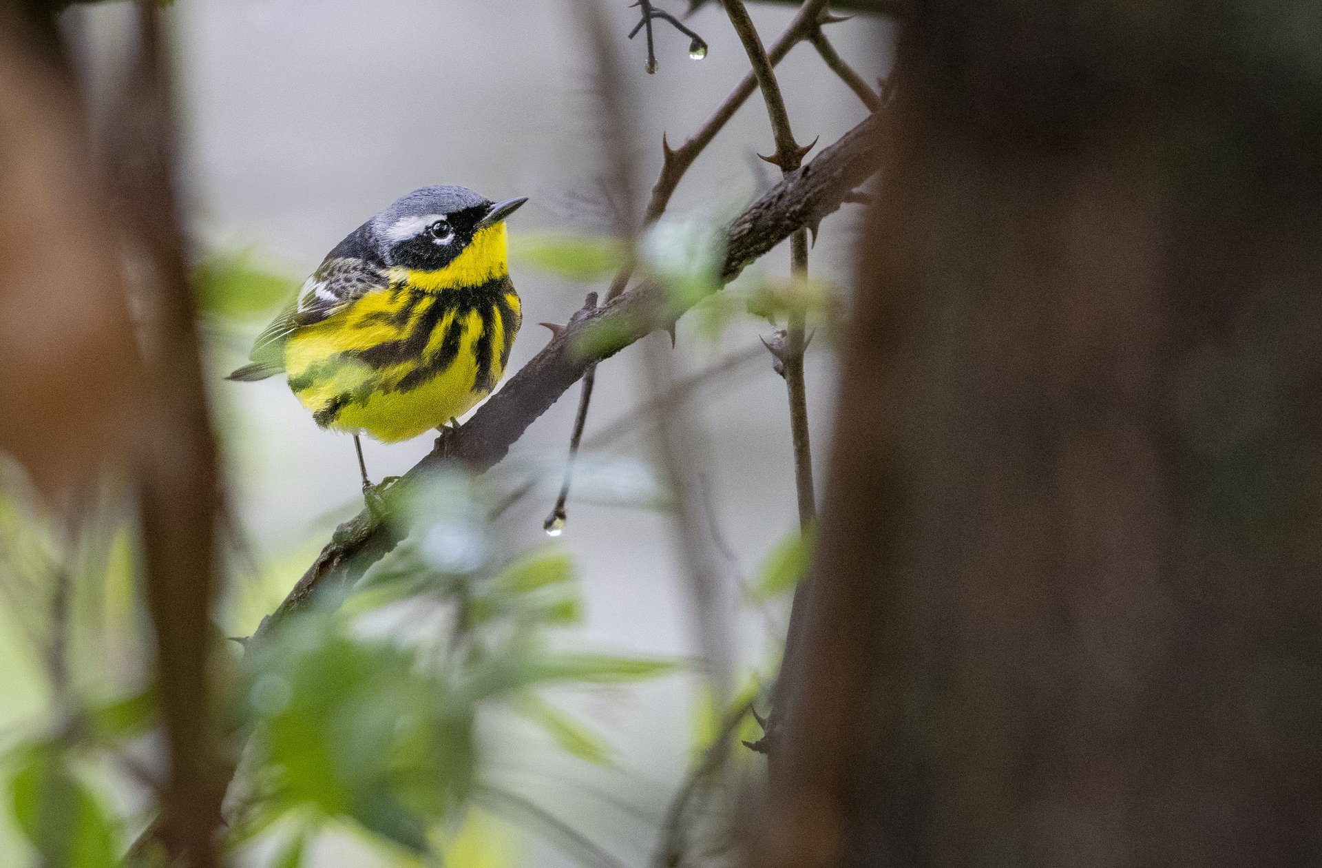 Magnolia Warbler