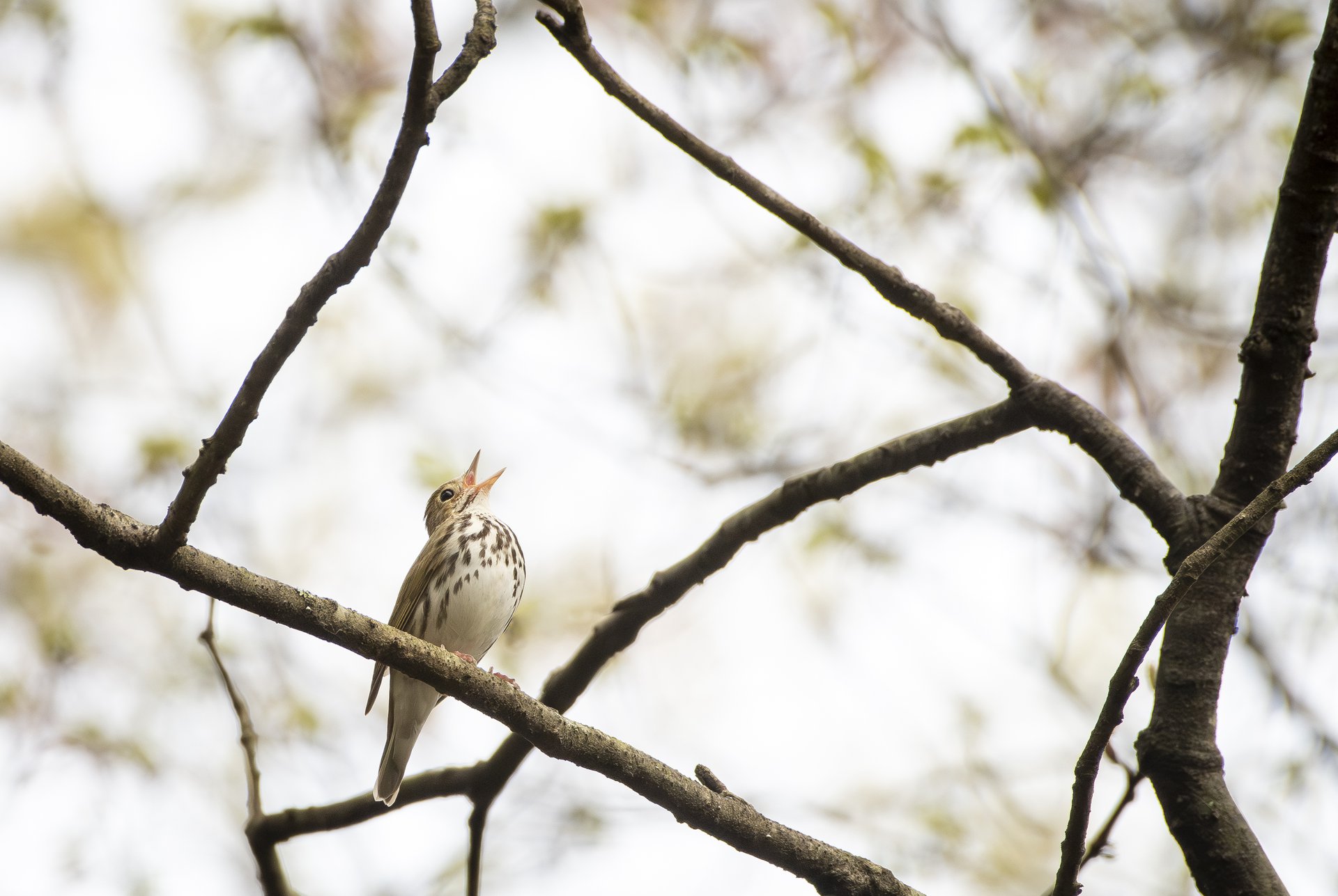 An ovenbird sings its heart out May 1, 2024, in northern Connecticut