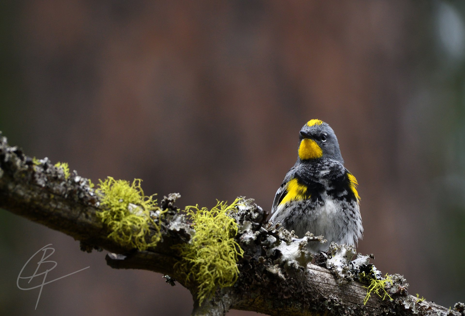 Yellow-rumped Warbler