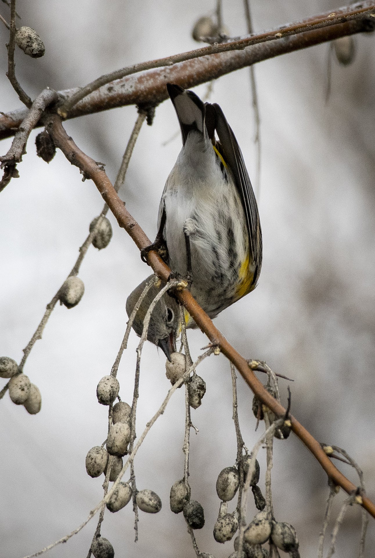 Yellow-rumped Warbler