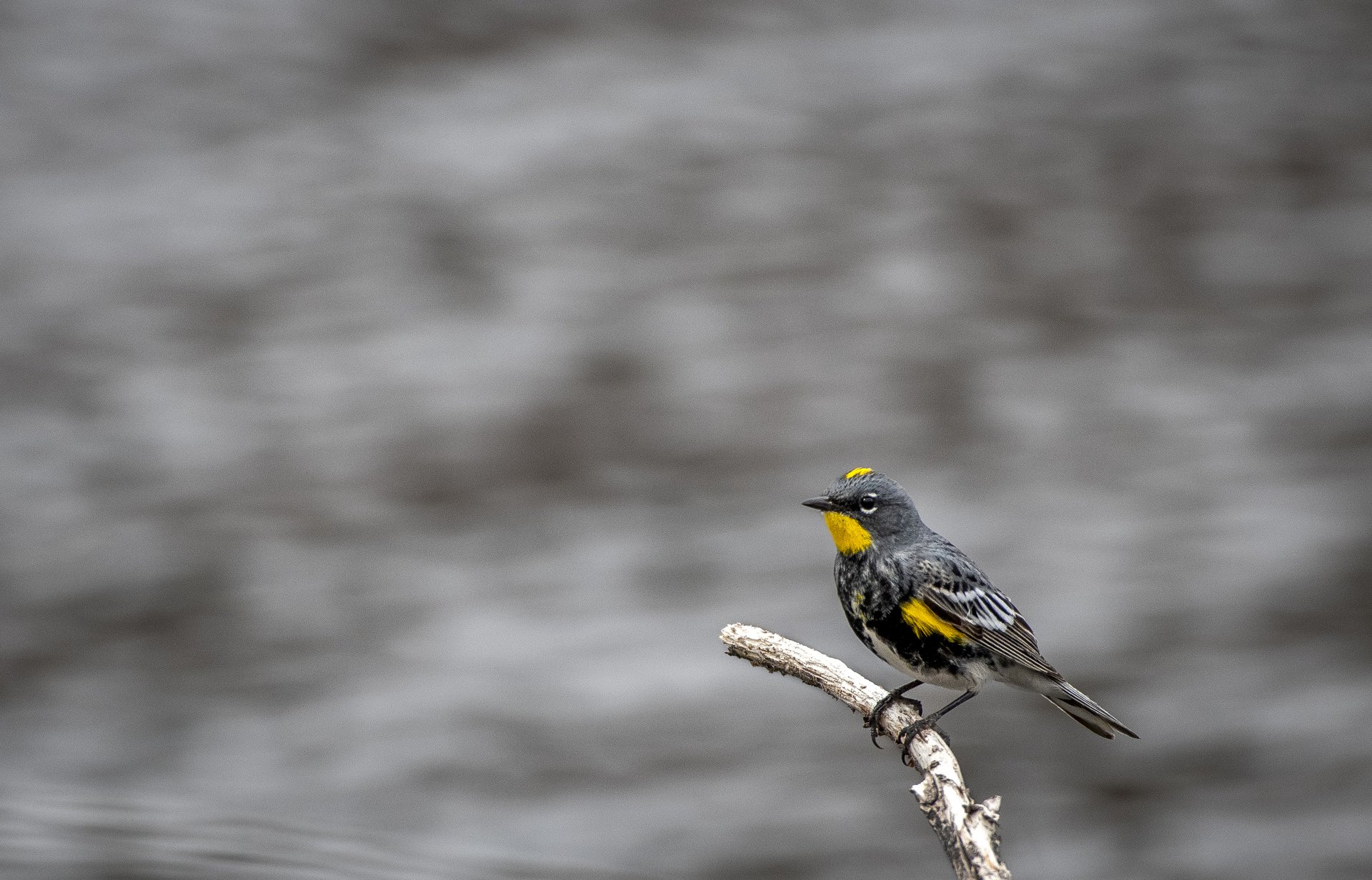 Yellow-rumped Warbler