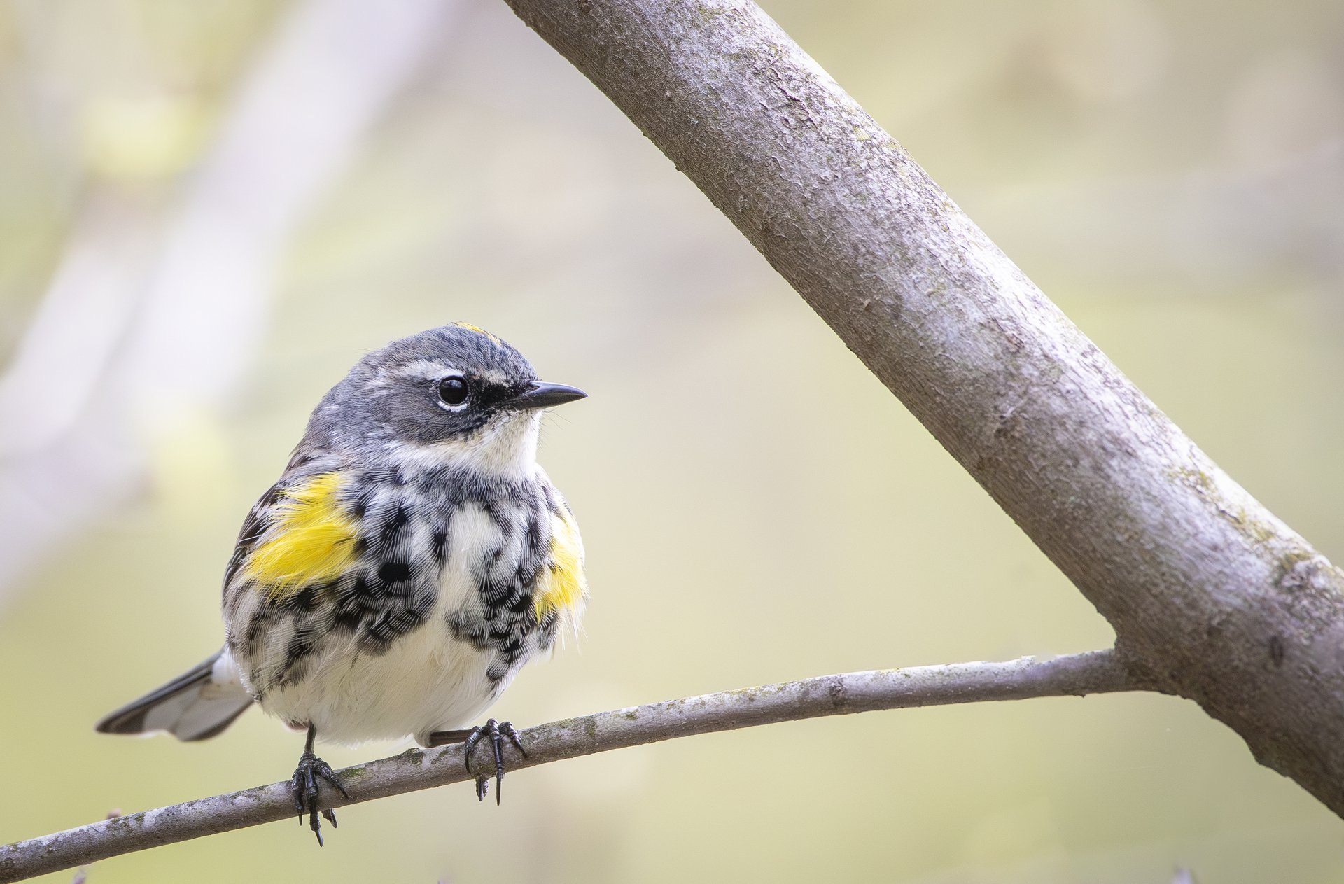 Yellow-rumped Warbler