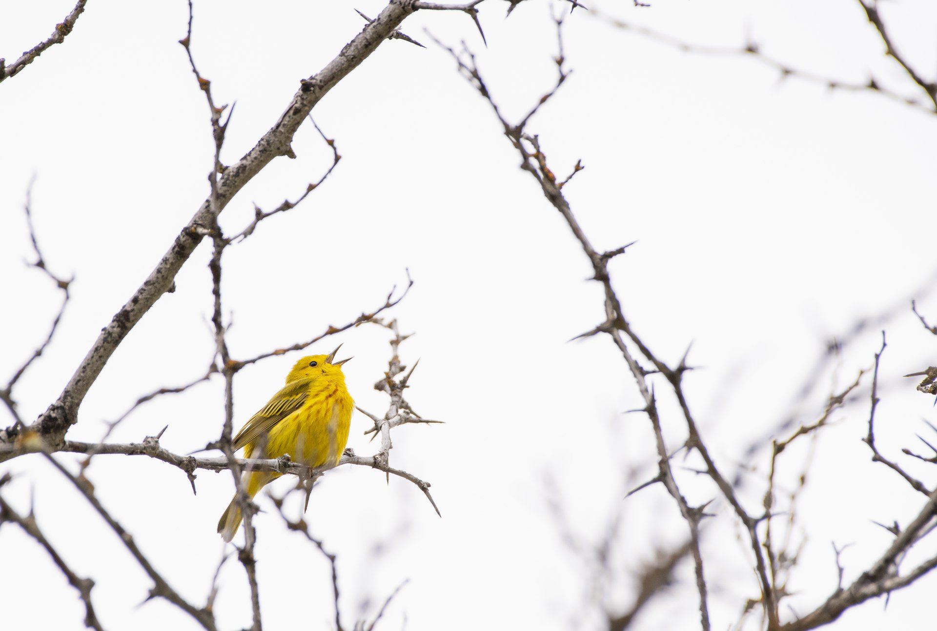 Yellow Warbler