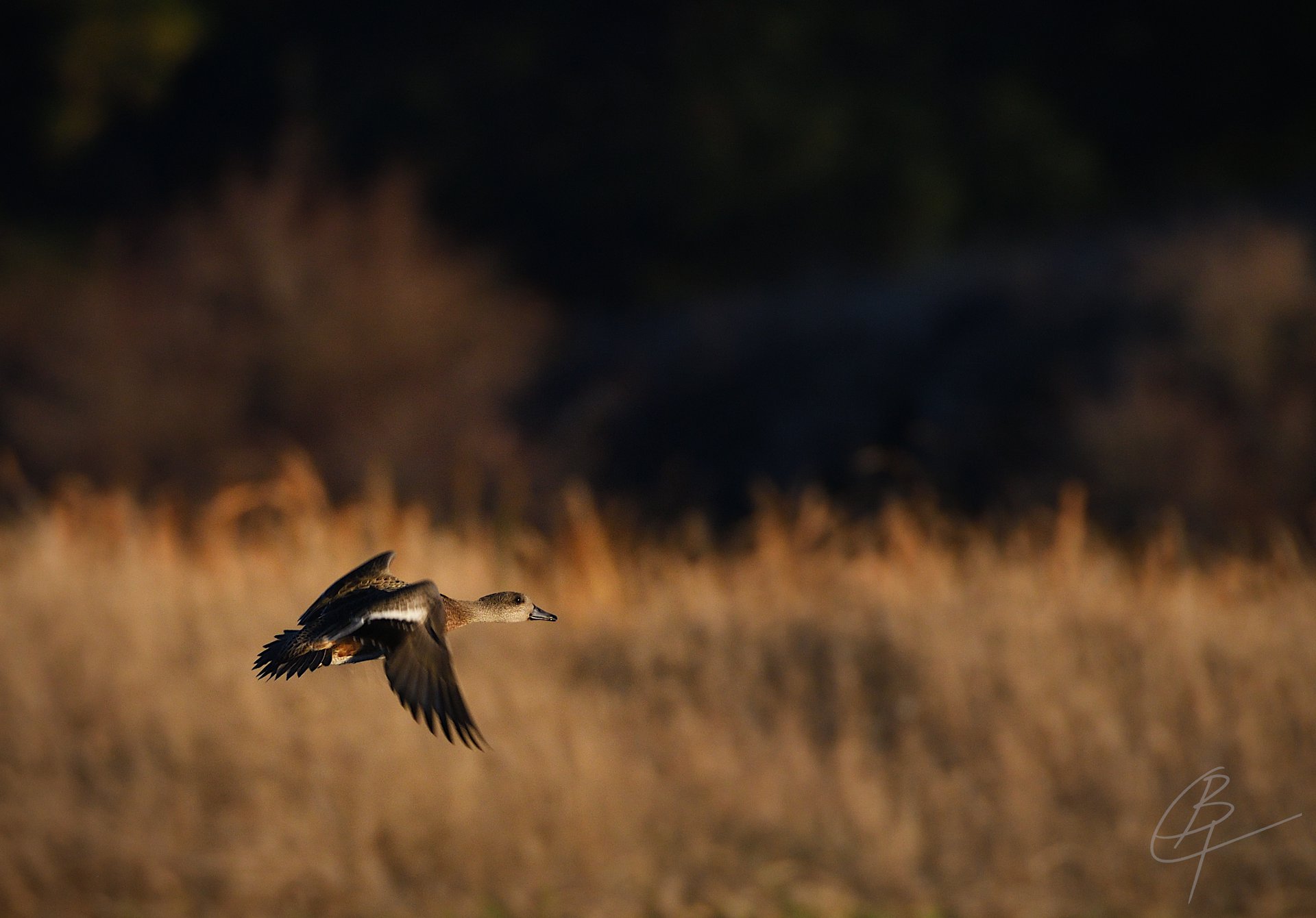 American Wigeon