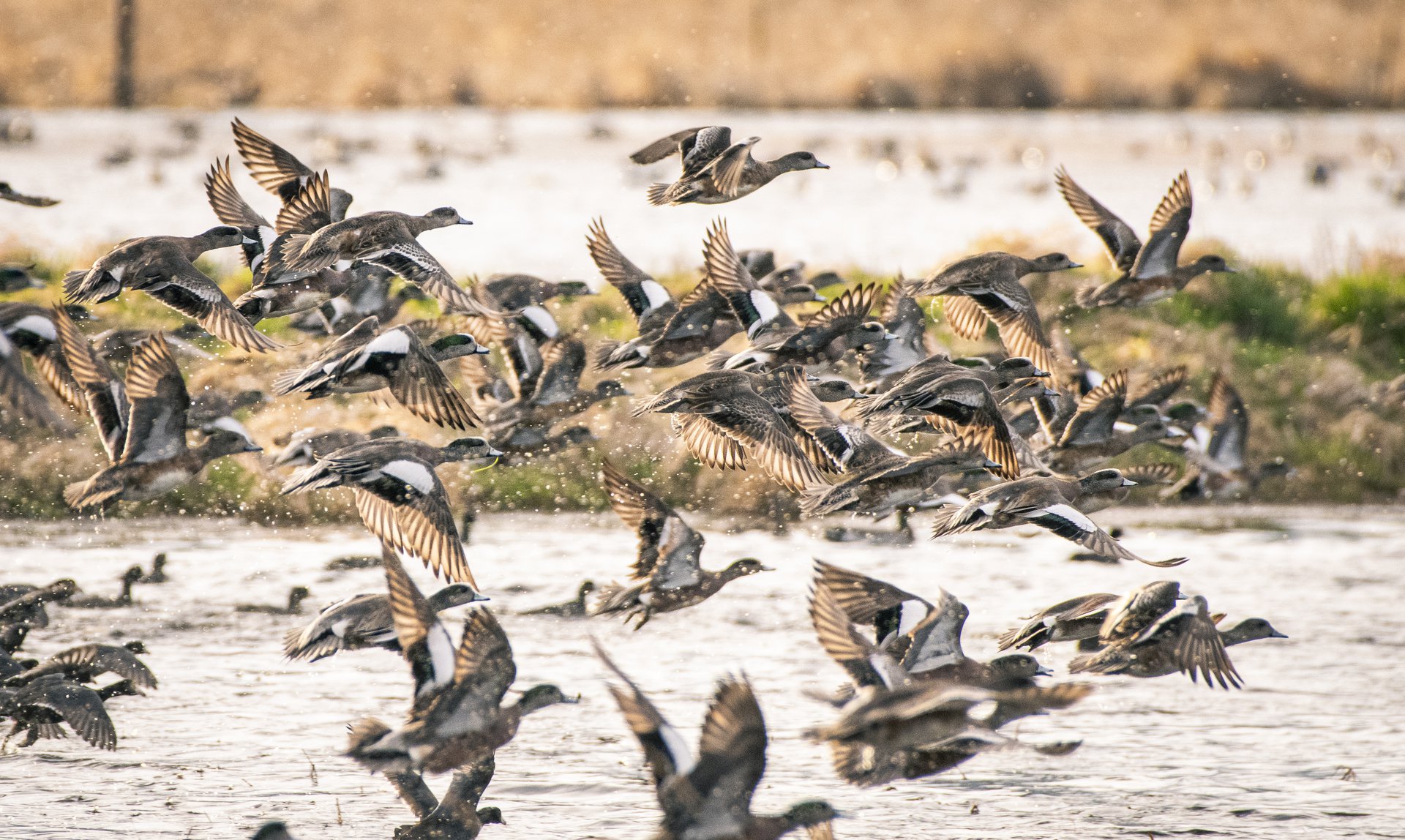 American Wigeon