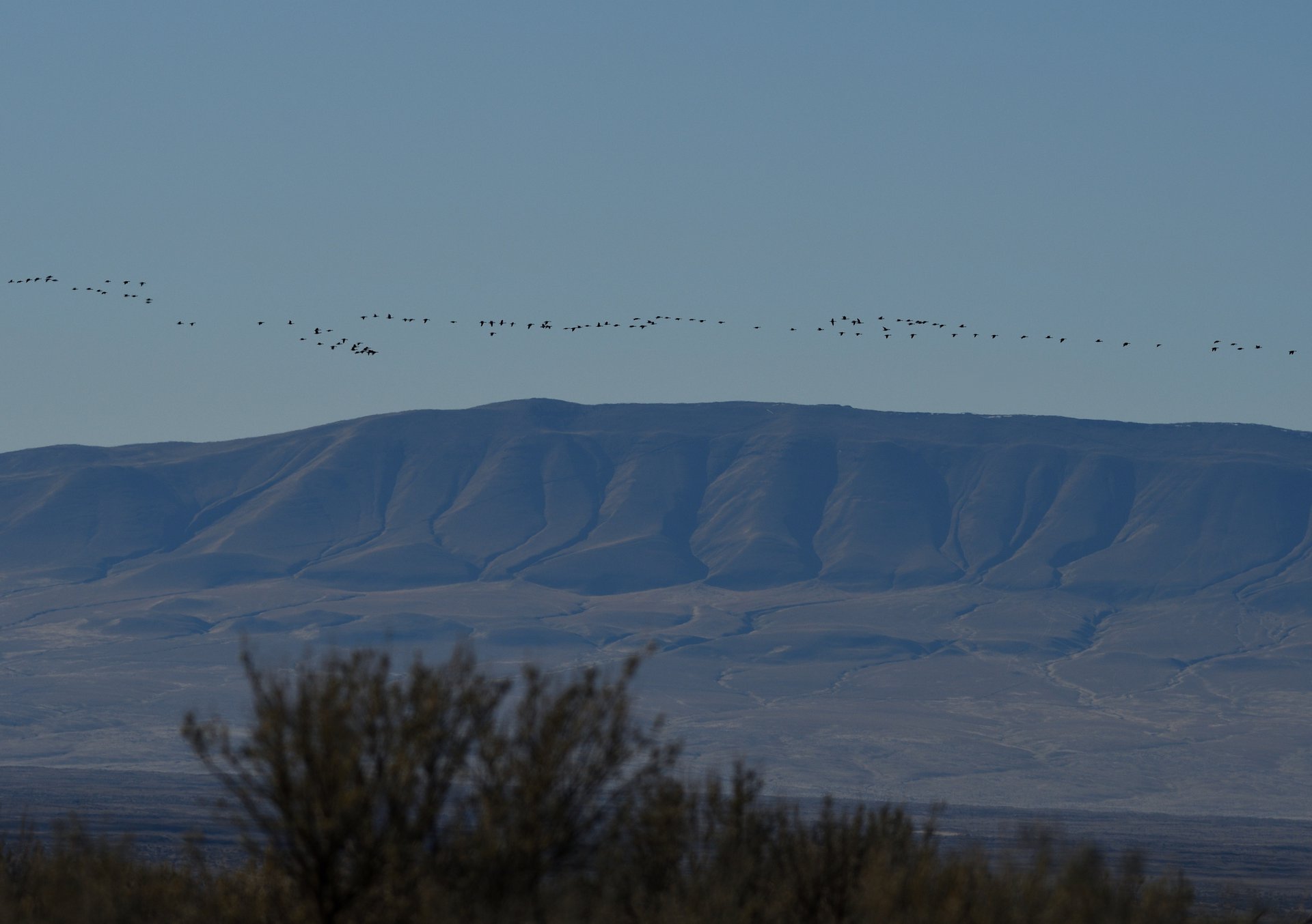 Canada Geese