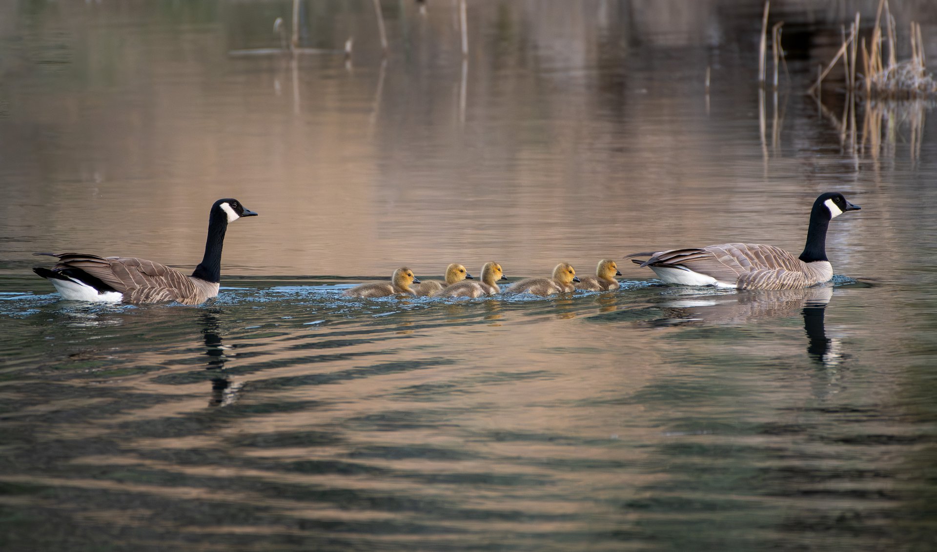 Canada Geese