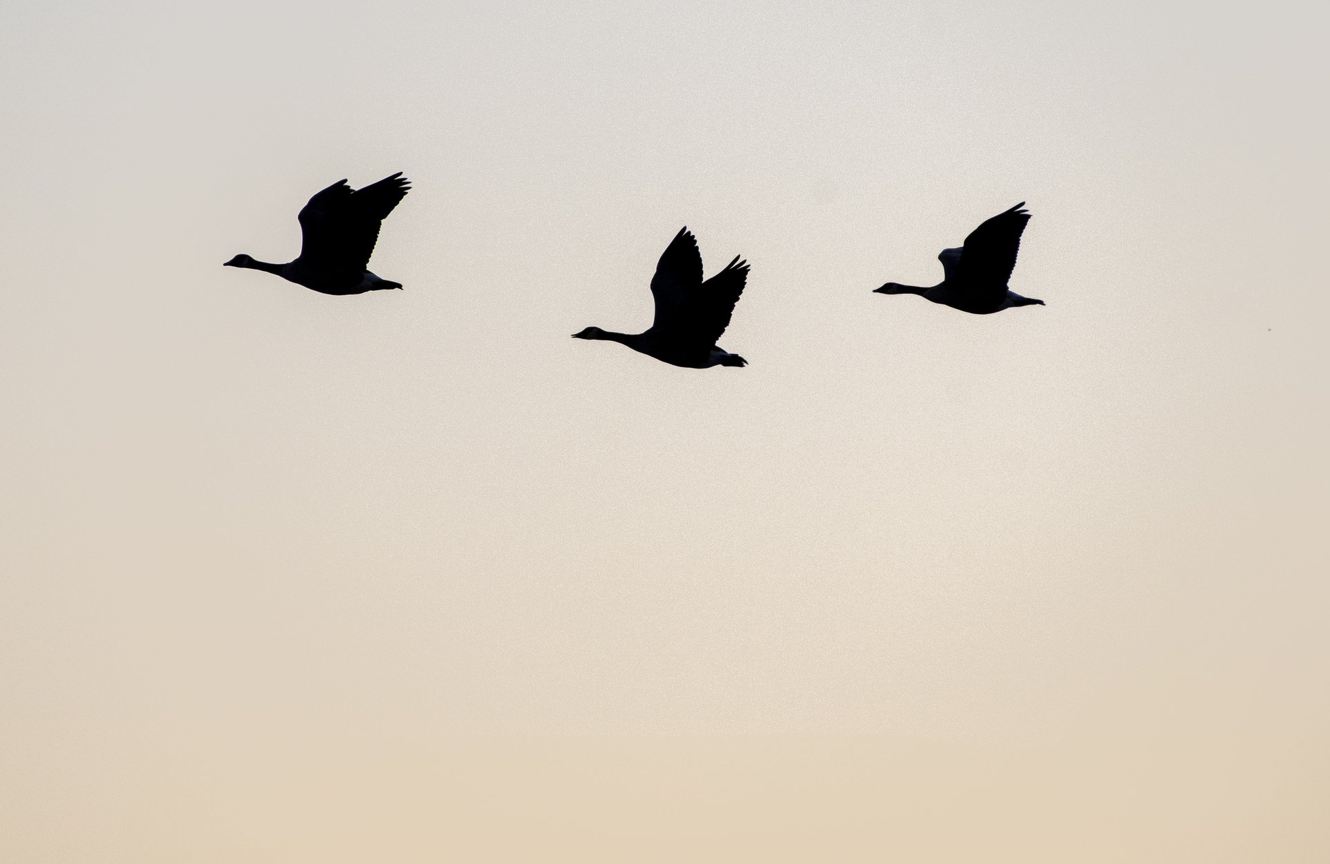Canada Geese