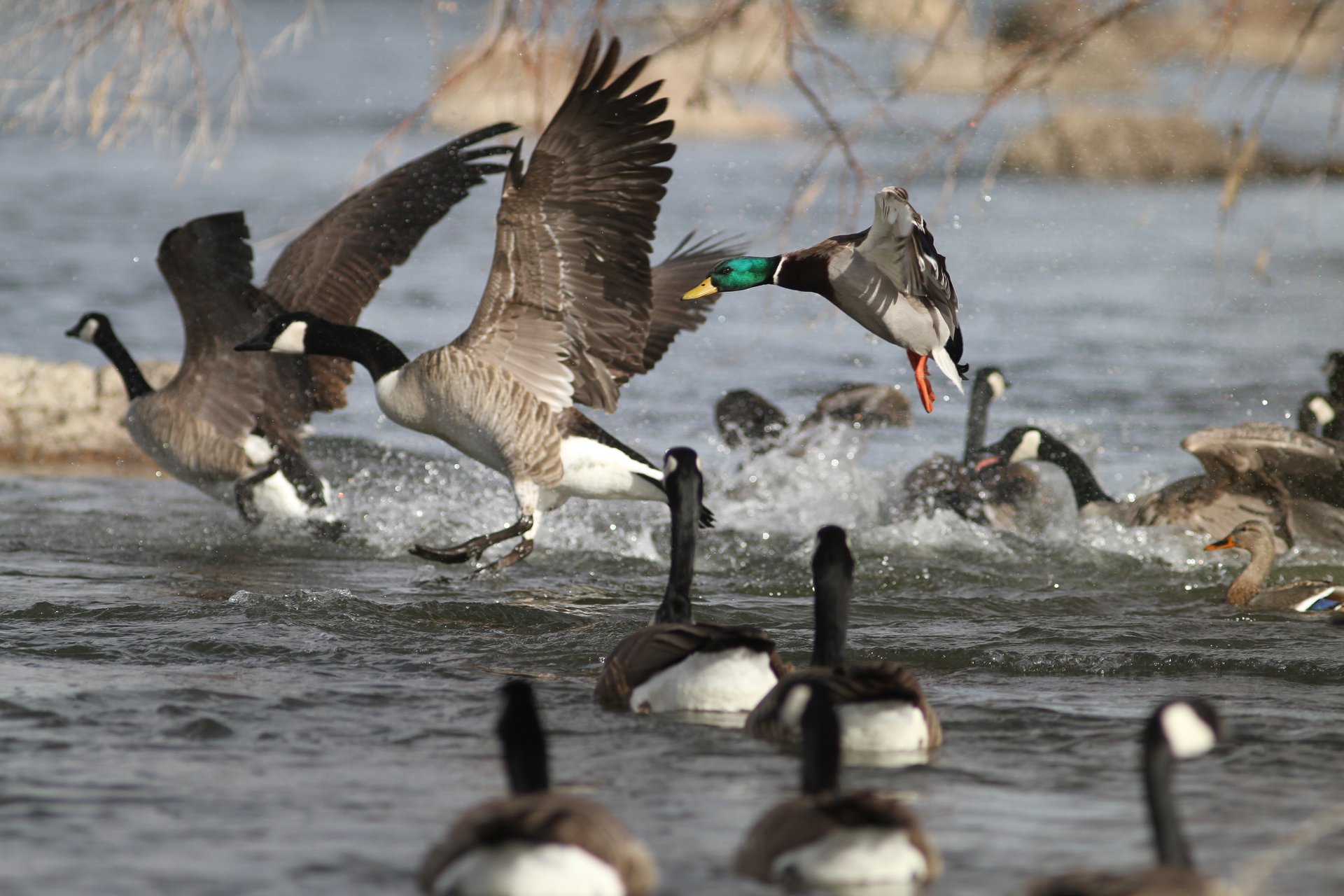 Canada Geese and Mallard