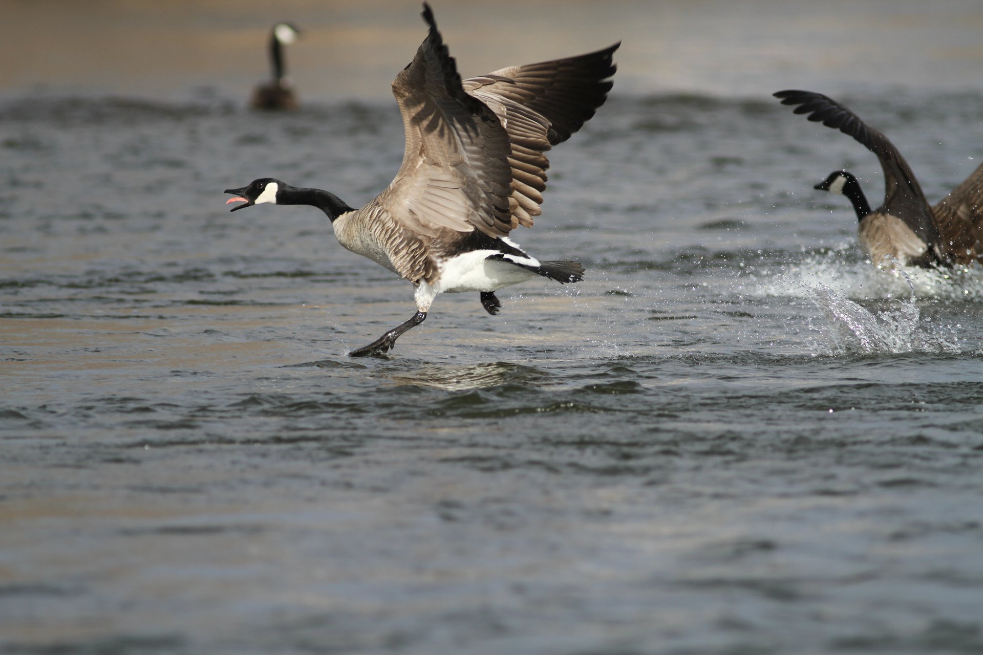 Canada Geese