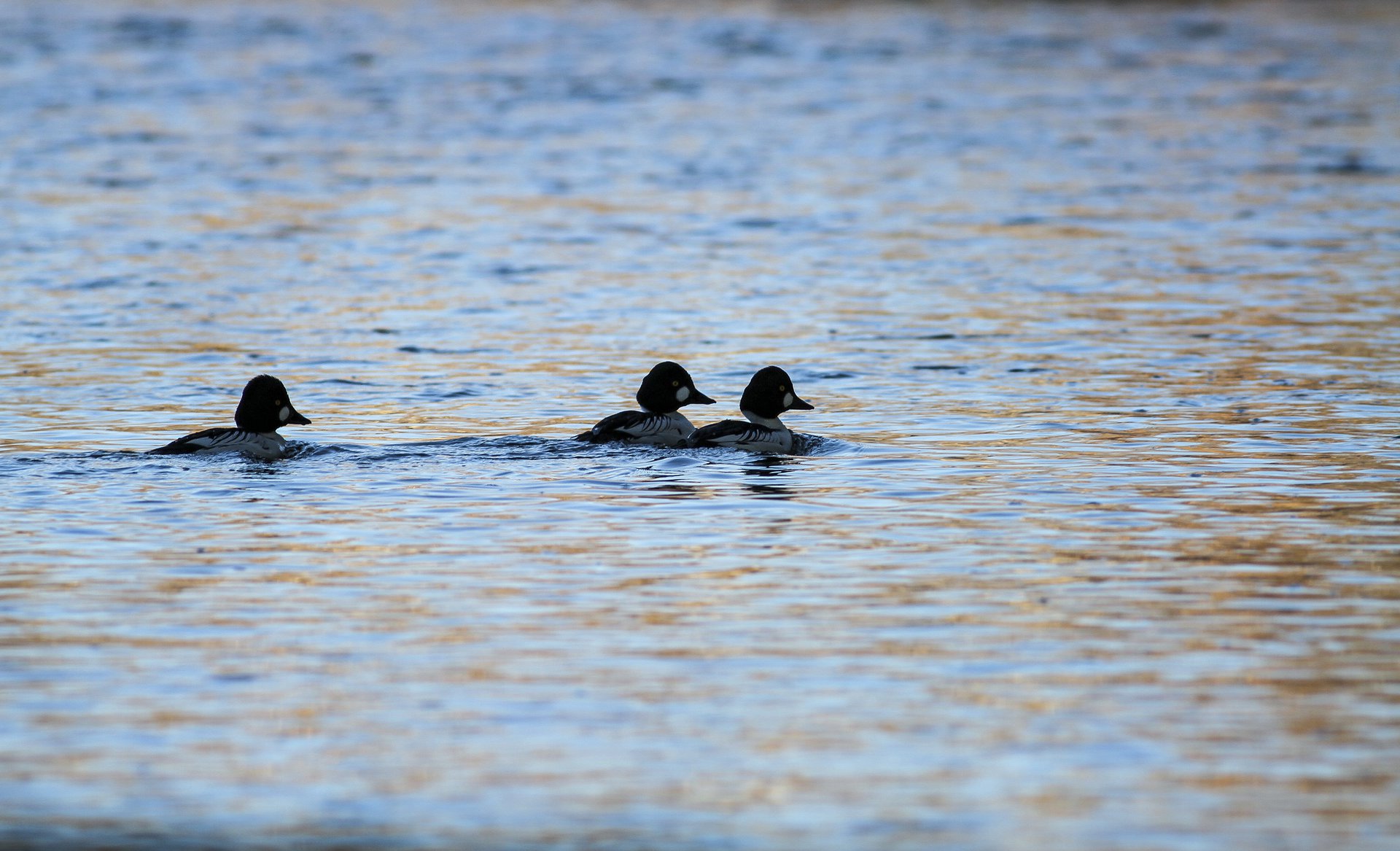 Common Goldeneye