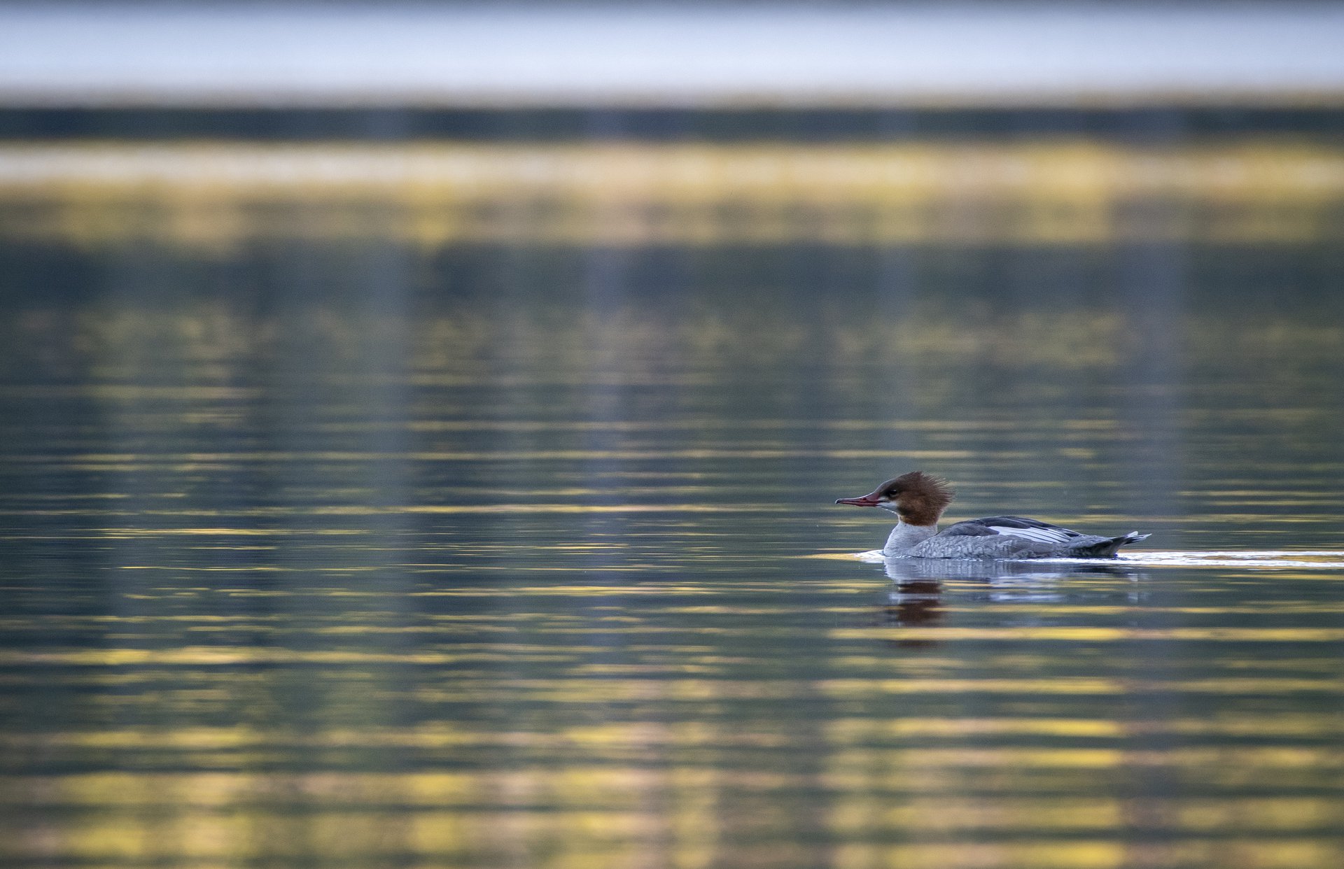Common Merganser