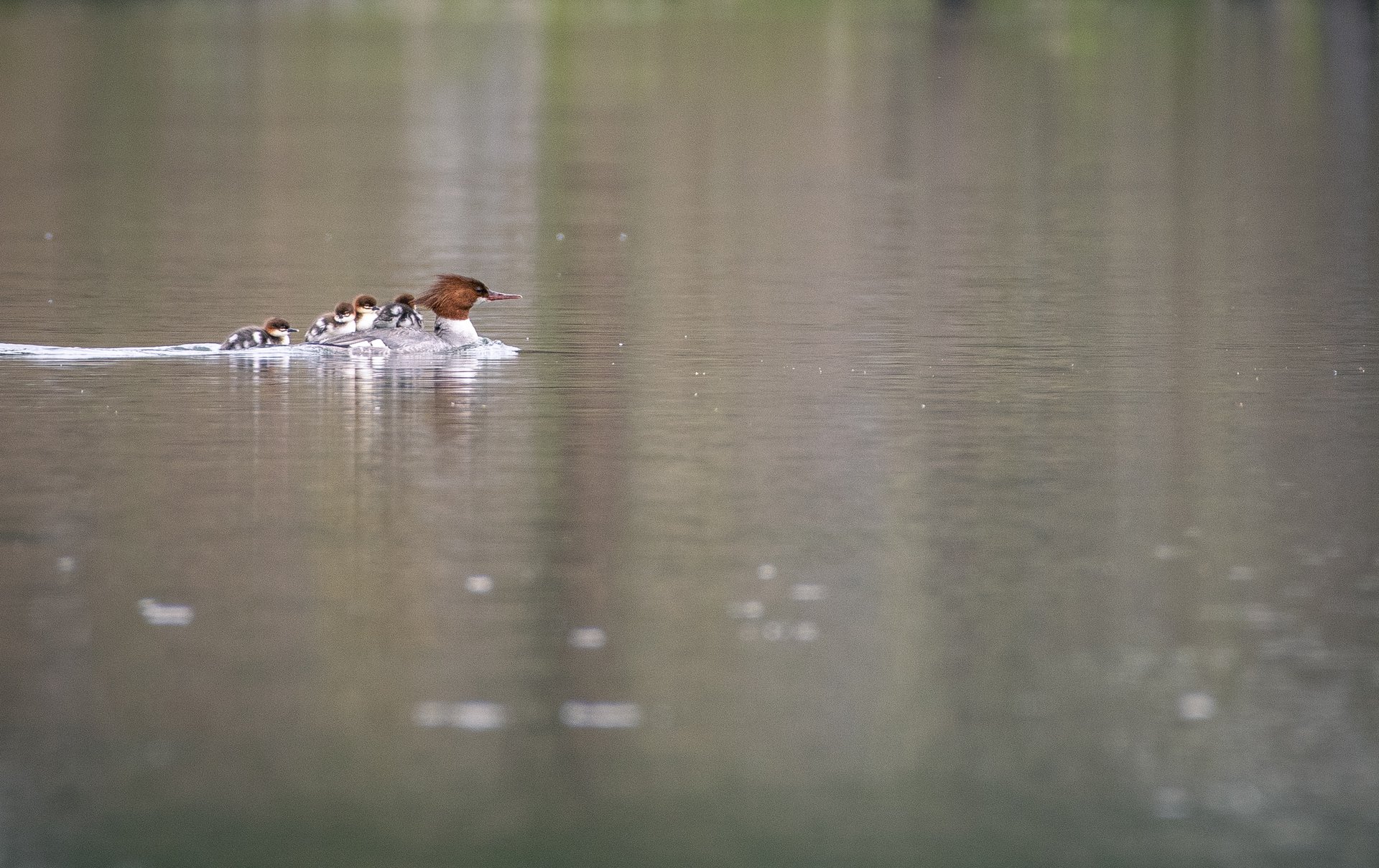 Common Mergansers