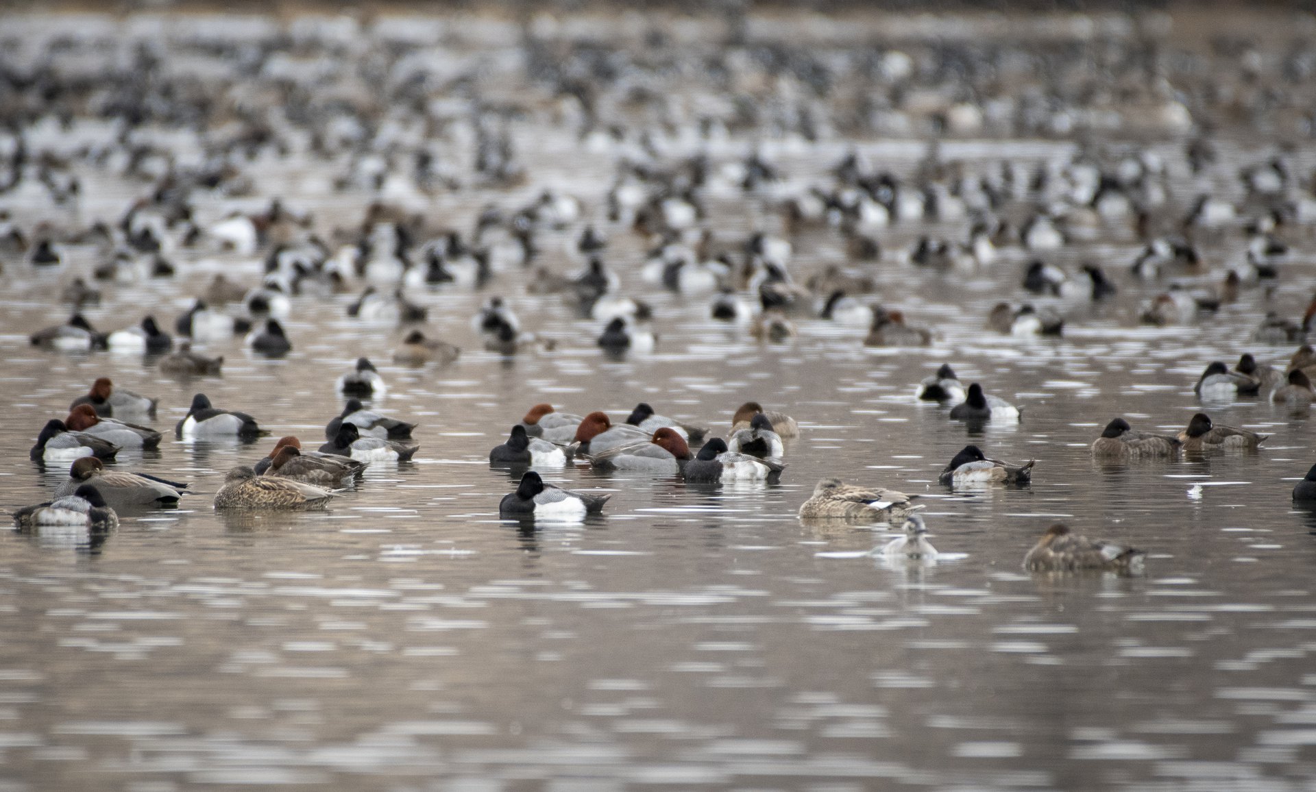 A few thousand ducks