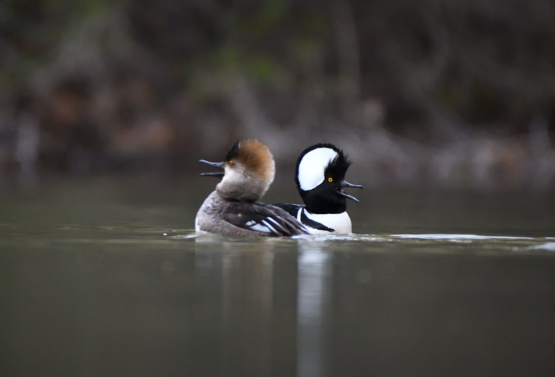 Hooded Mergansers