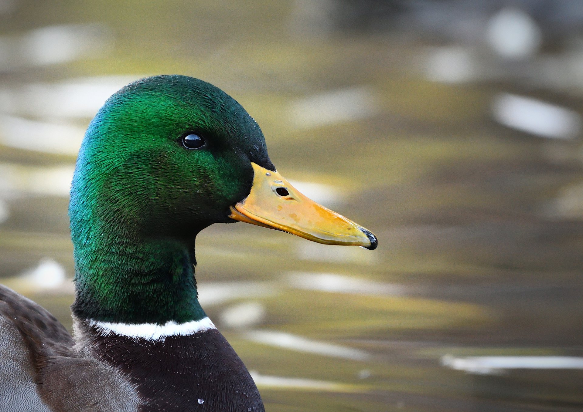 Mallard