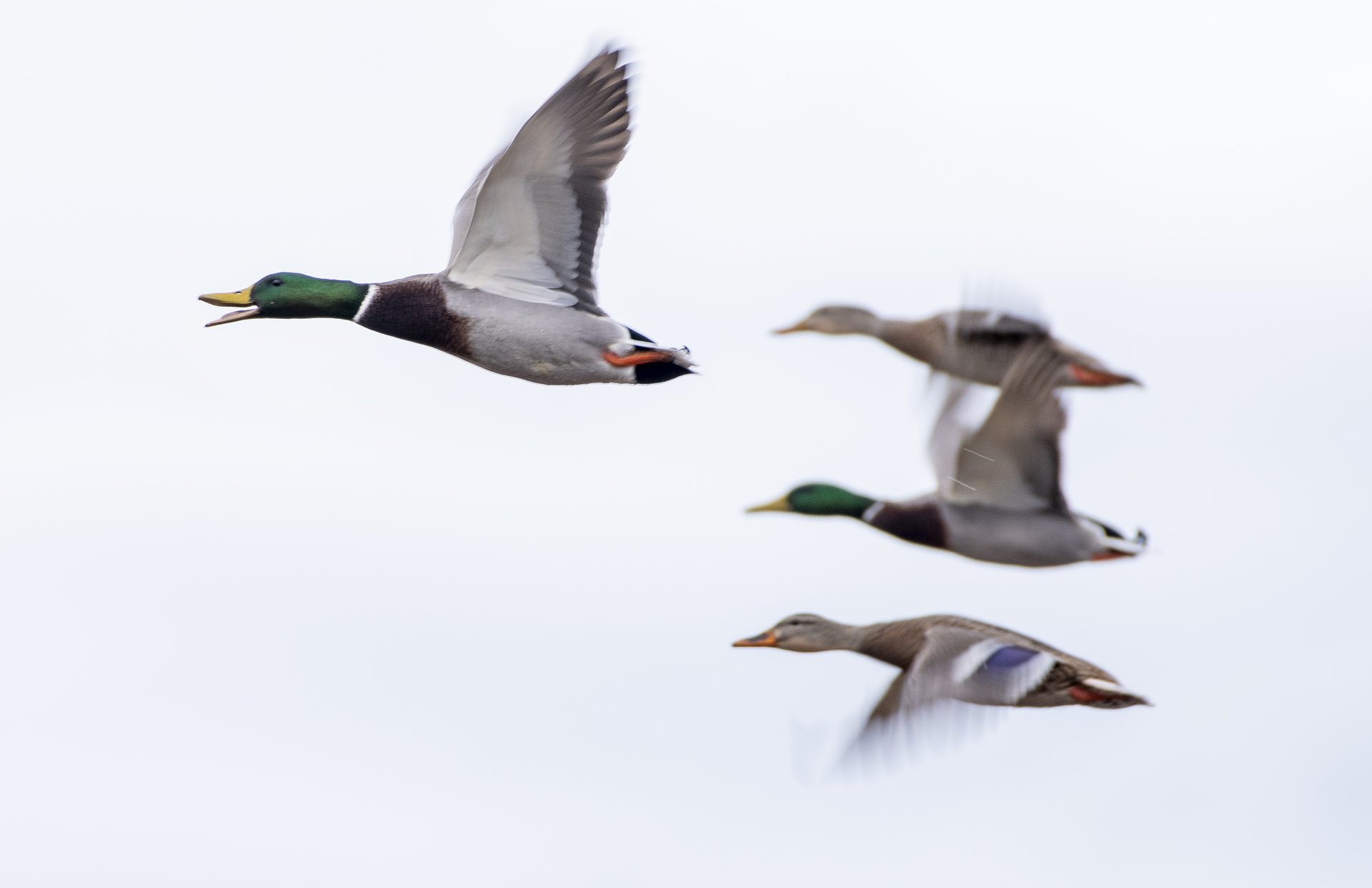 Mallards