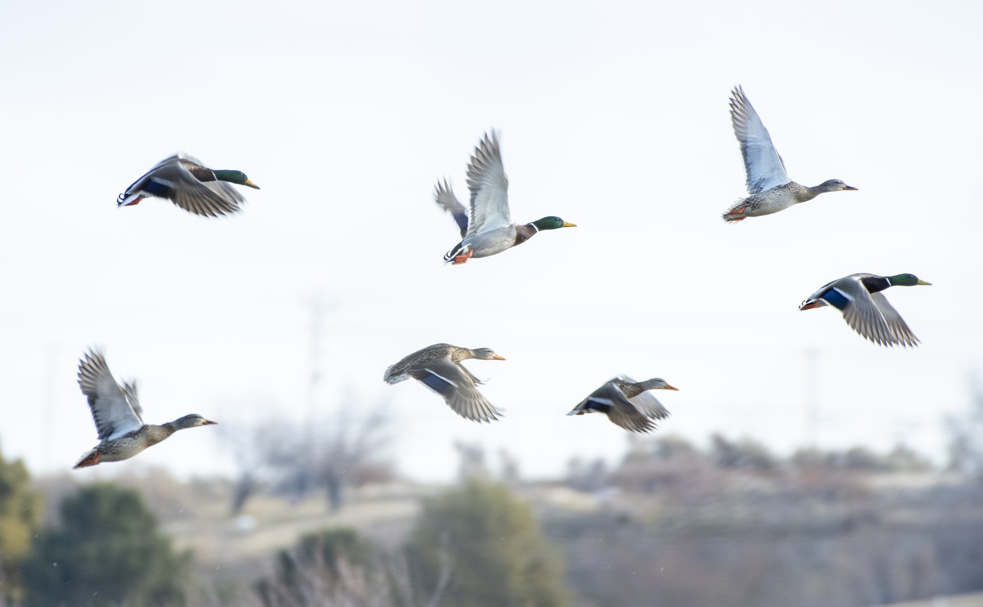 Mallards