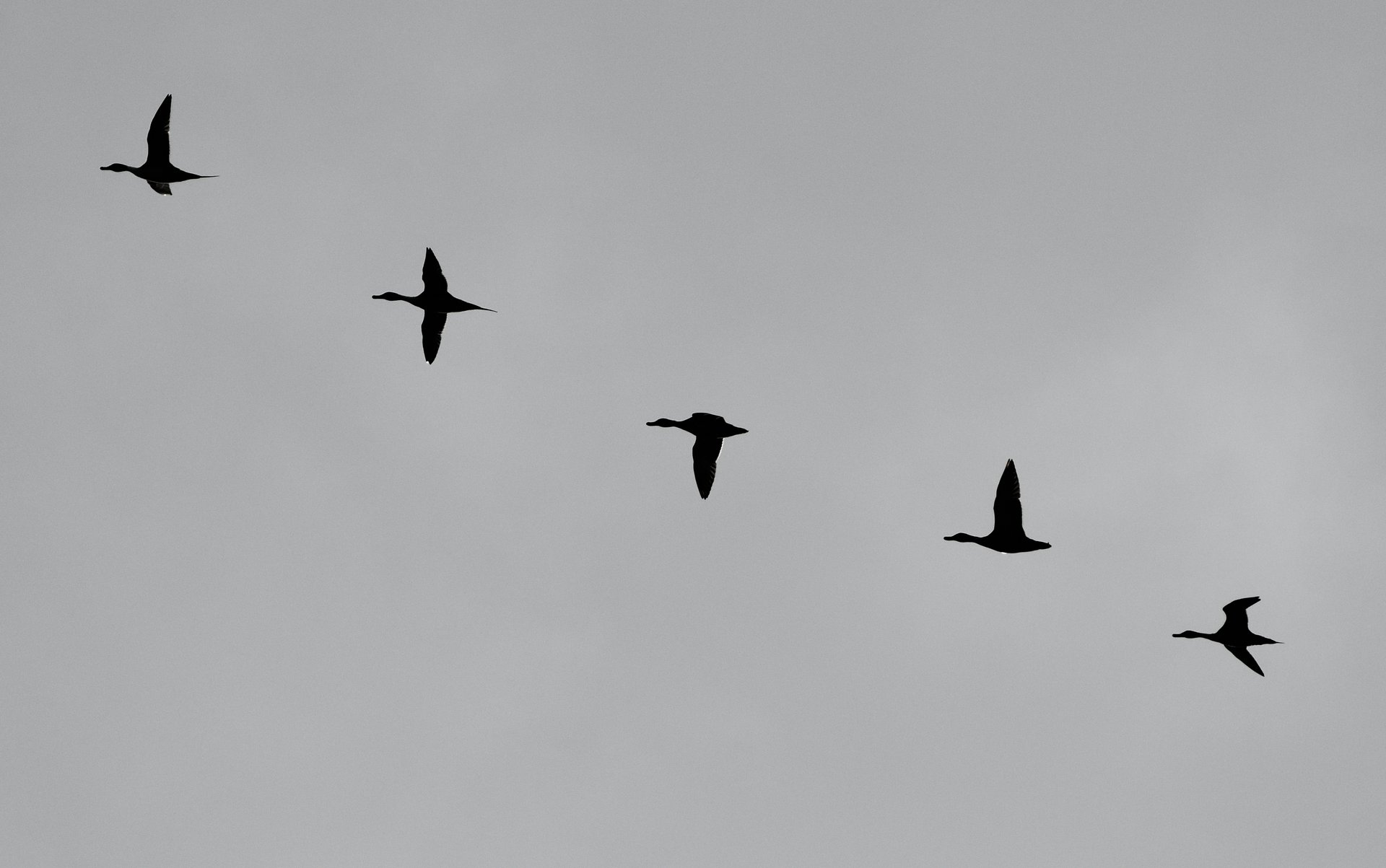 Northern Pintails and Mallard