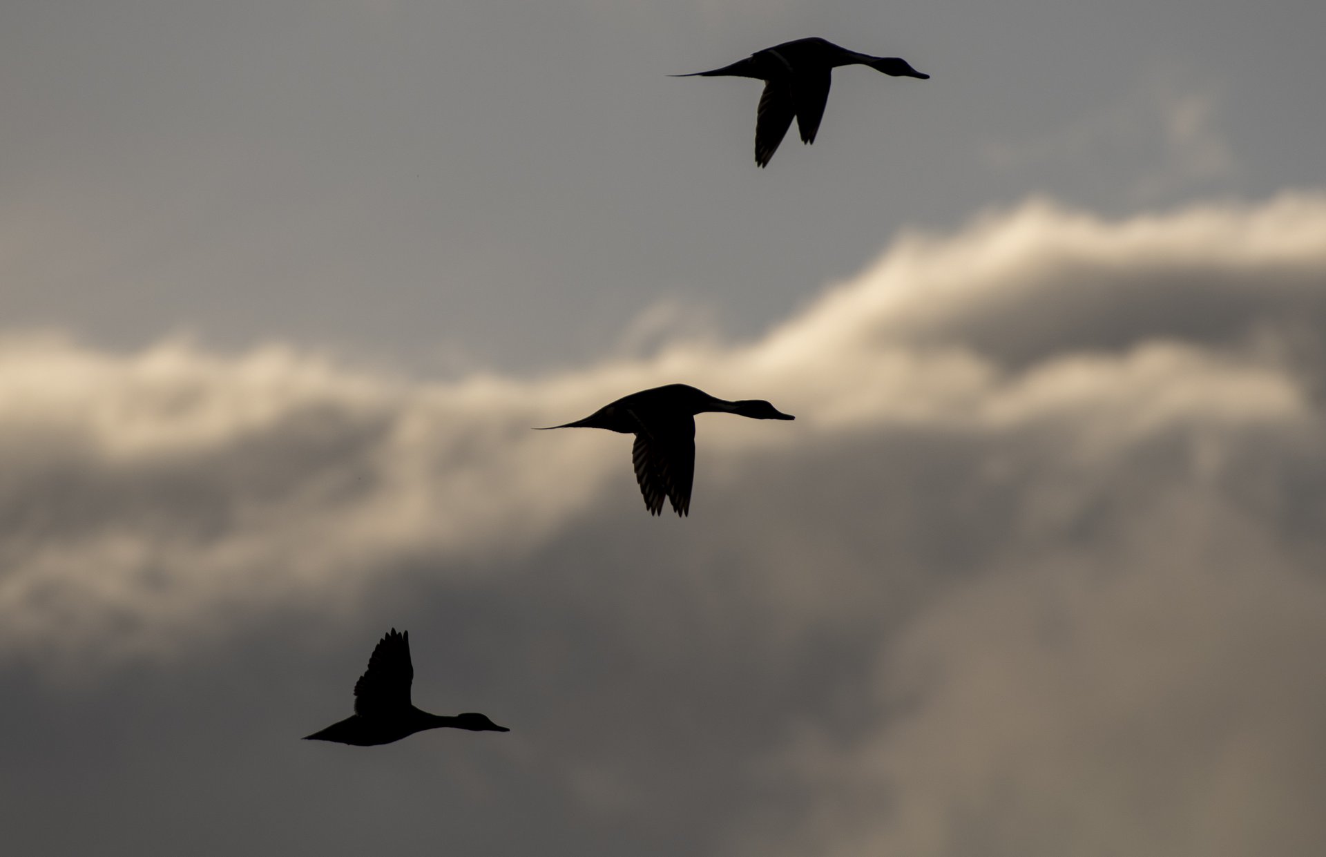 Northern Pintails