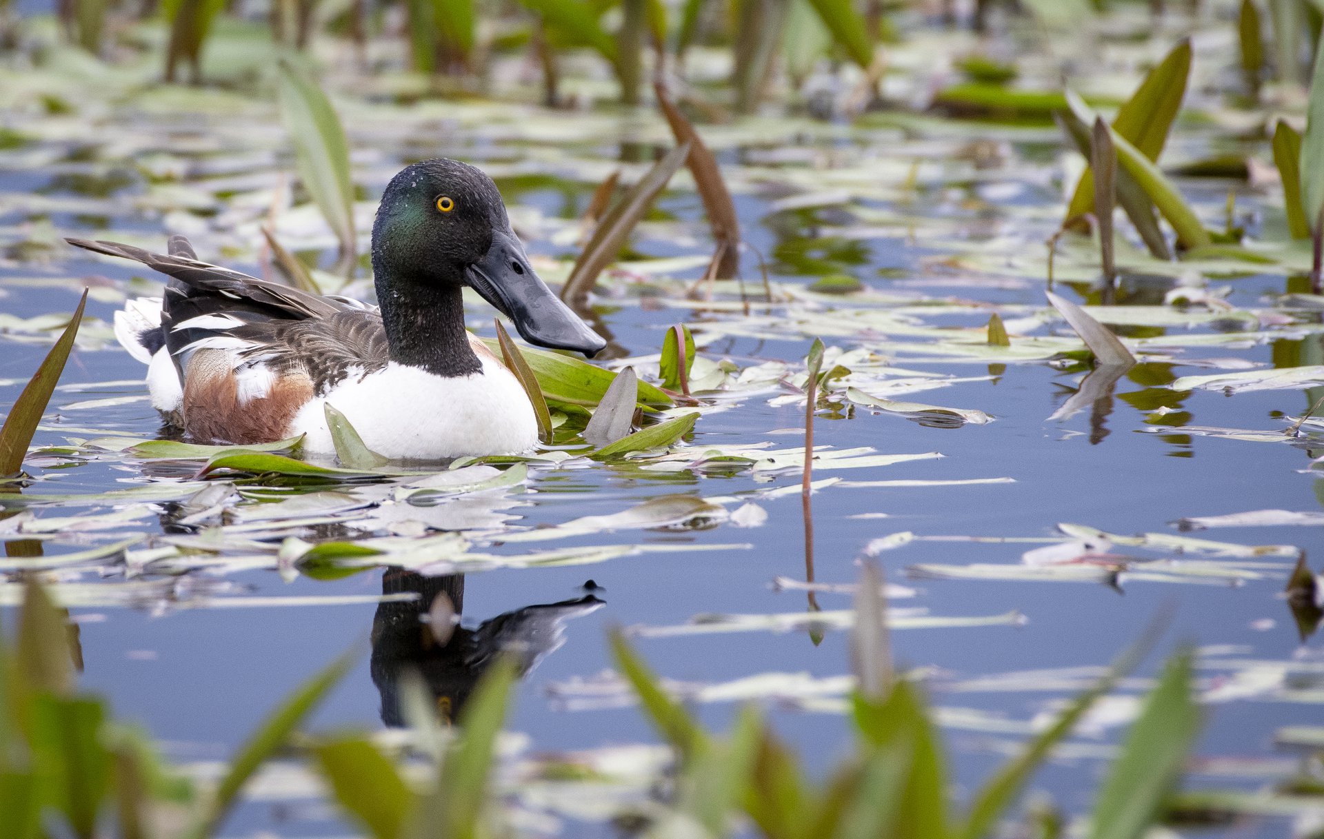 Northern Shoveler