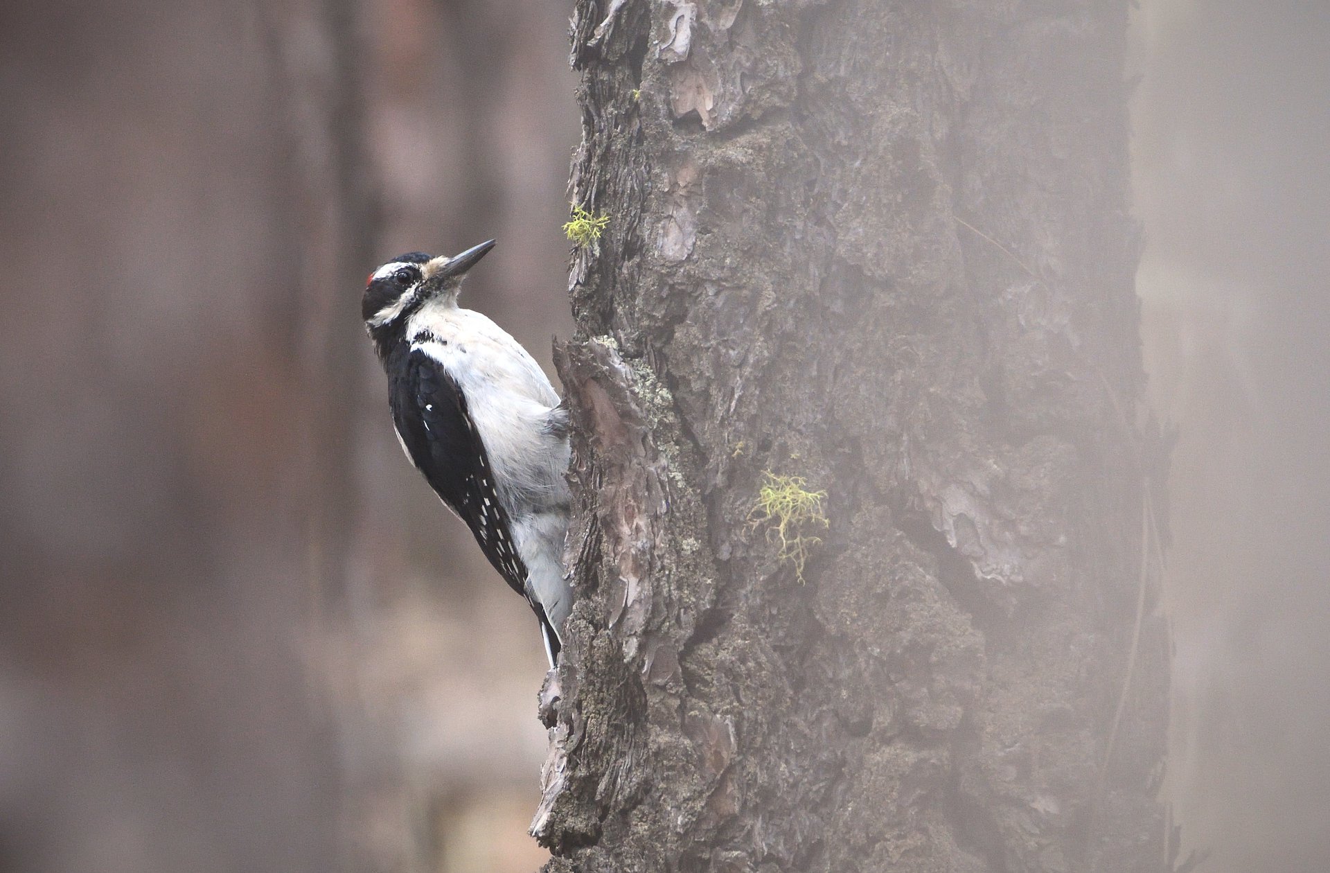Hairy Woodpecker