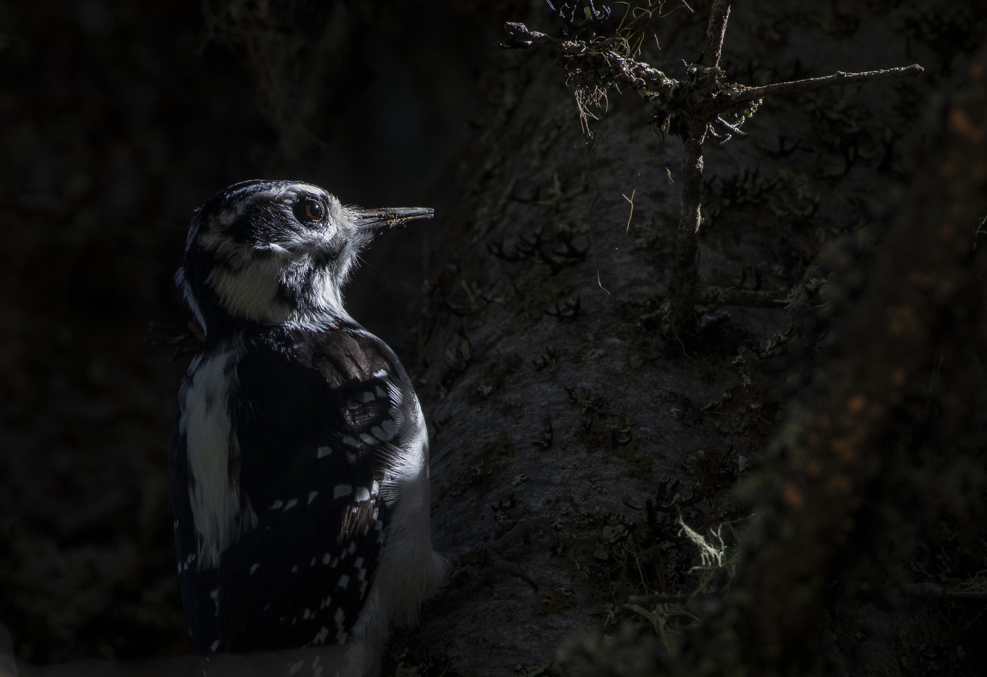 Hairy Woodpecker