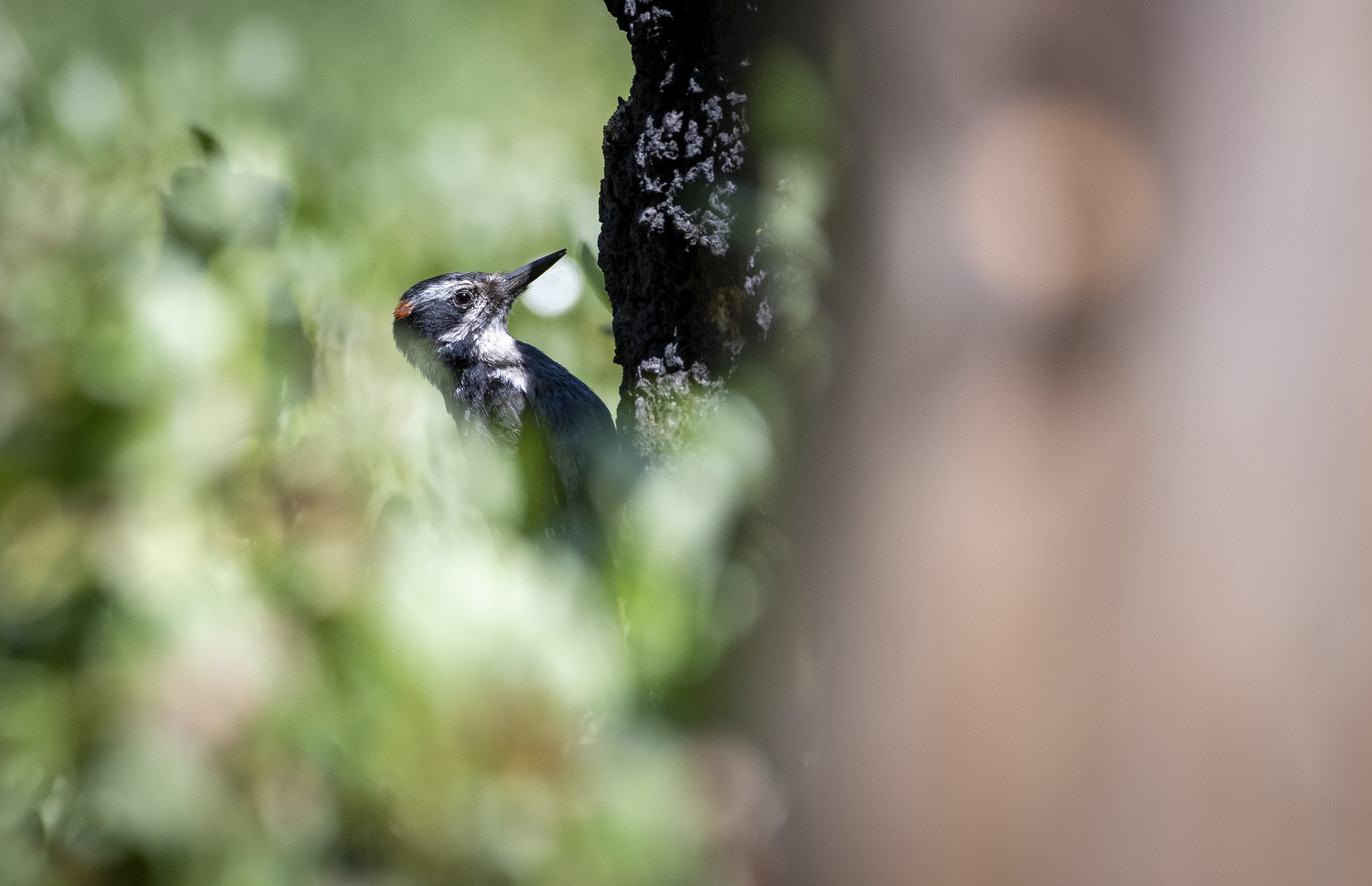 Hairy Woodpecker