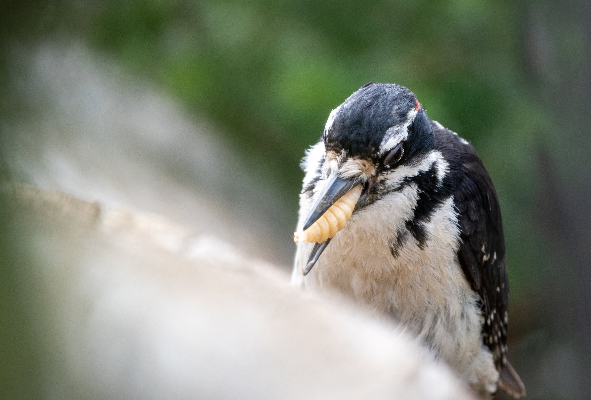 Hairy Woodpecker