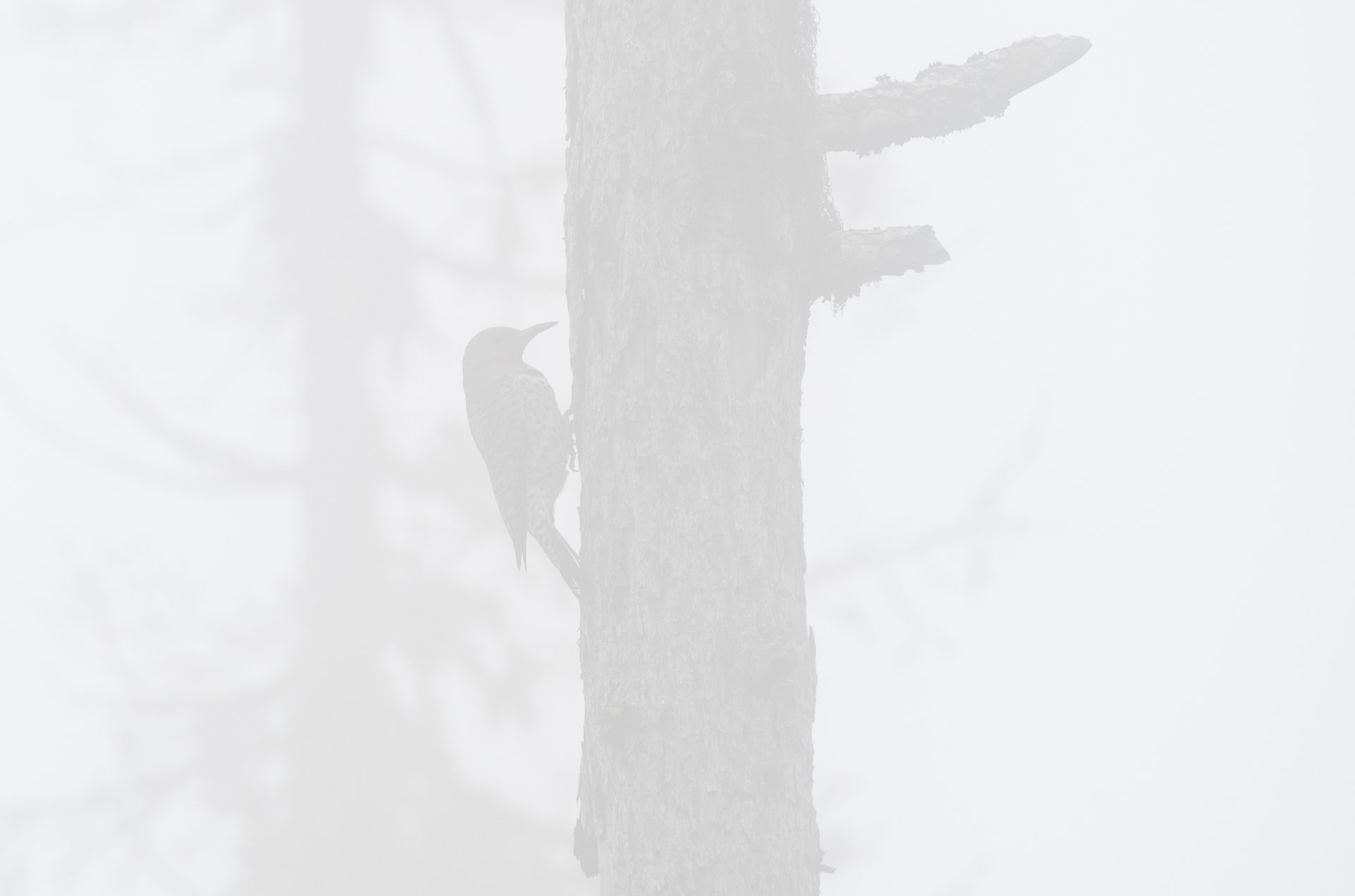 Northern Flicker