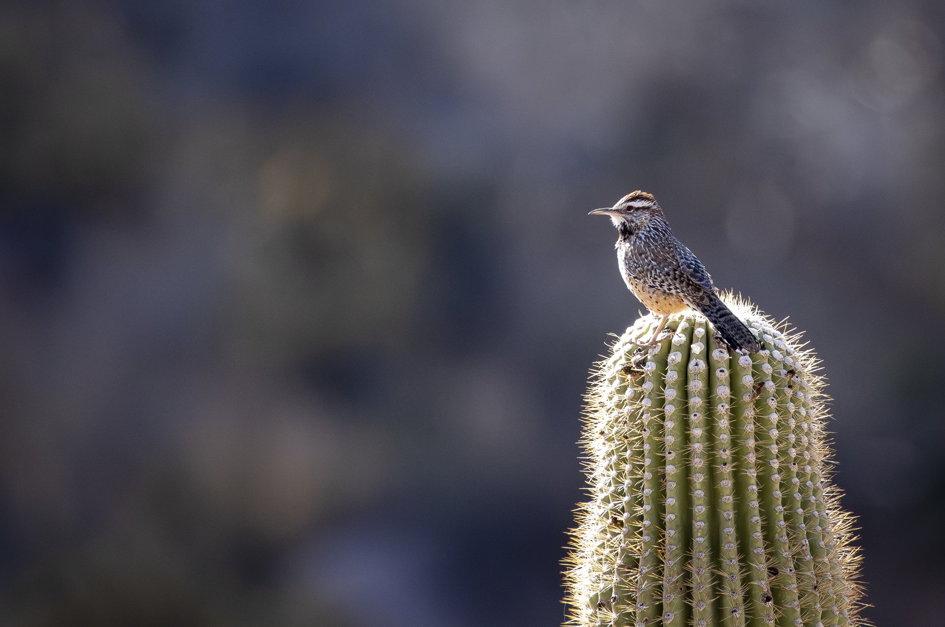 Cactus Wren