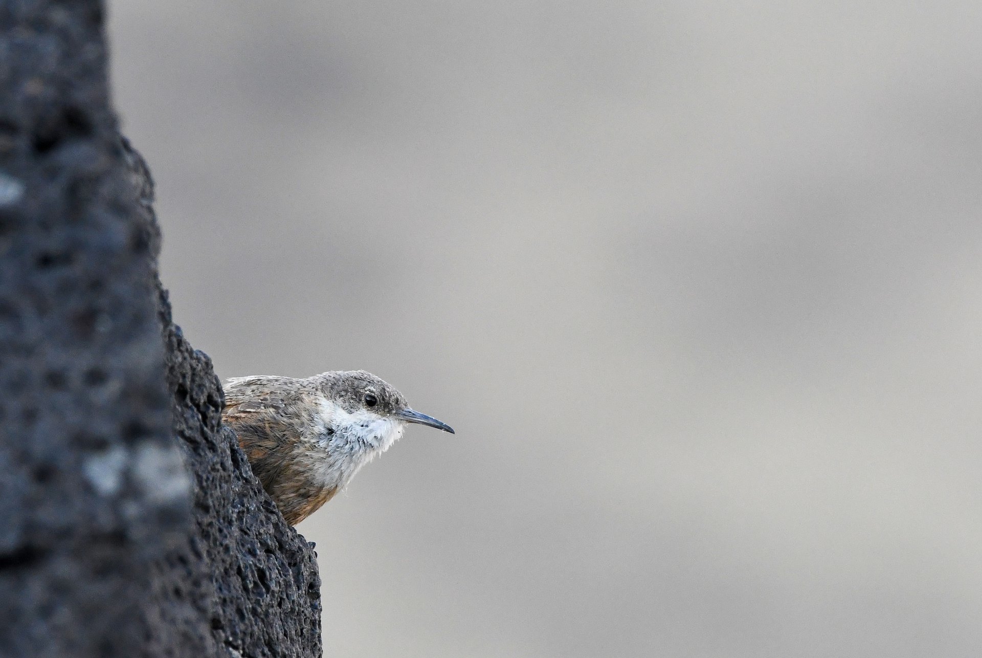 Canyon Wren