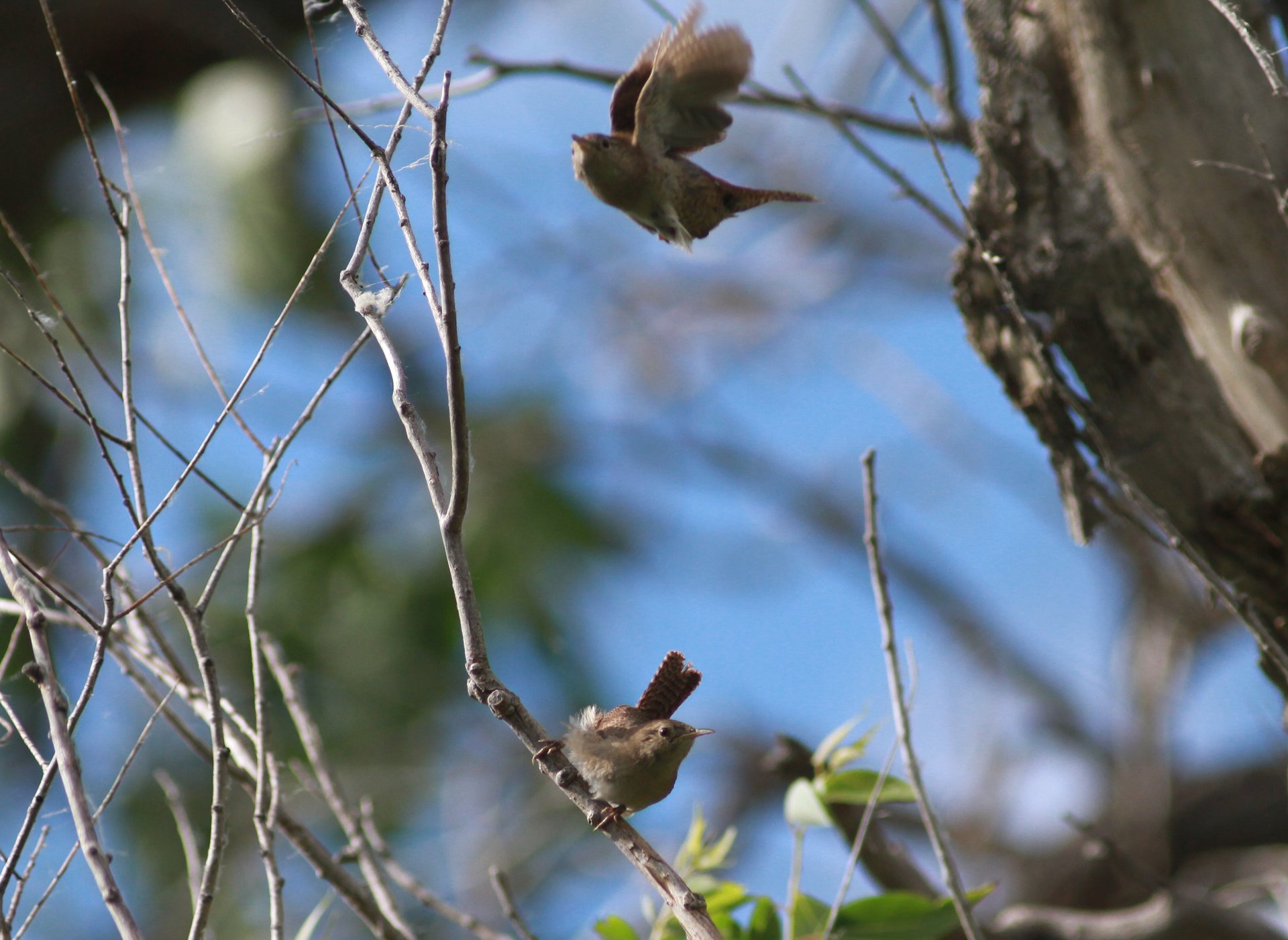 House Wrens