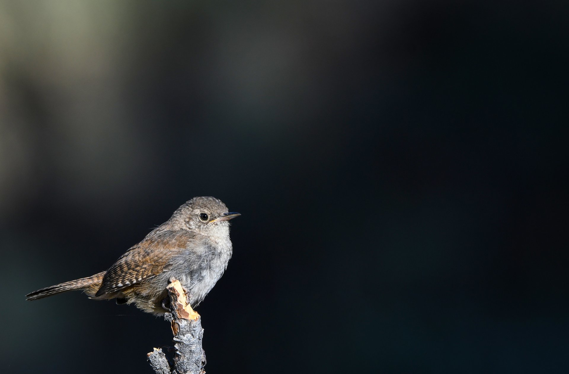 House Wren