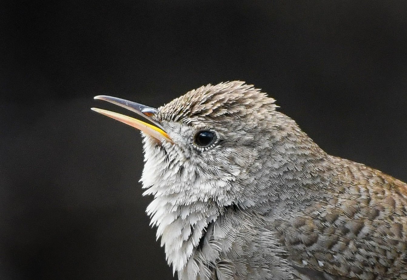 House Wren