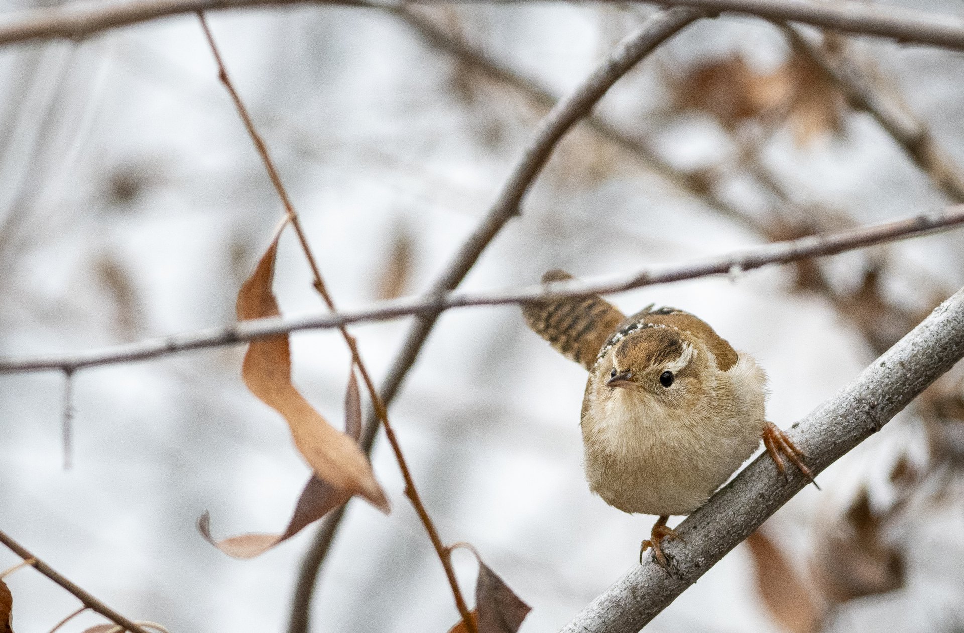 Marsh Wren