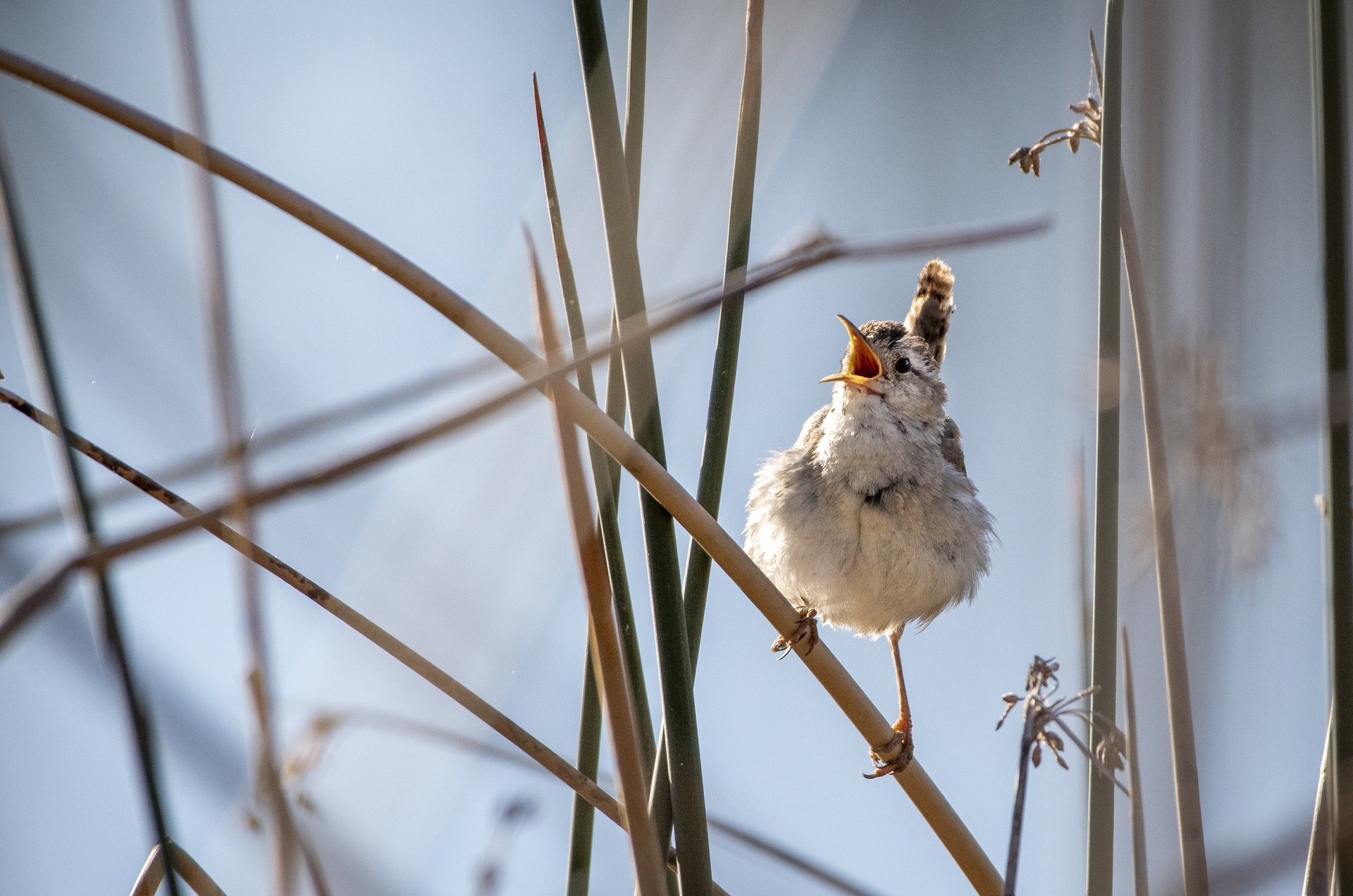 Marsh Wren