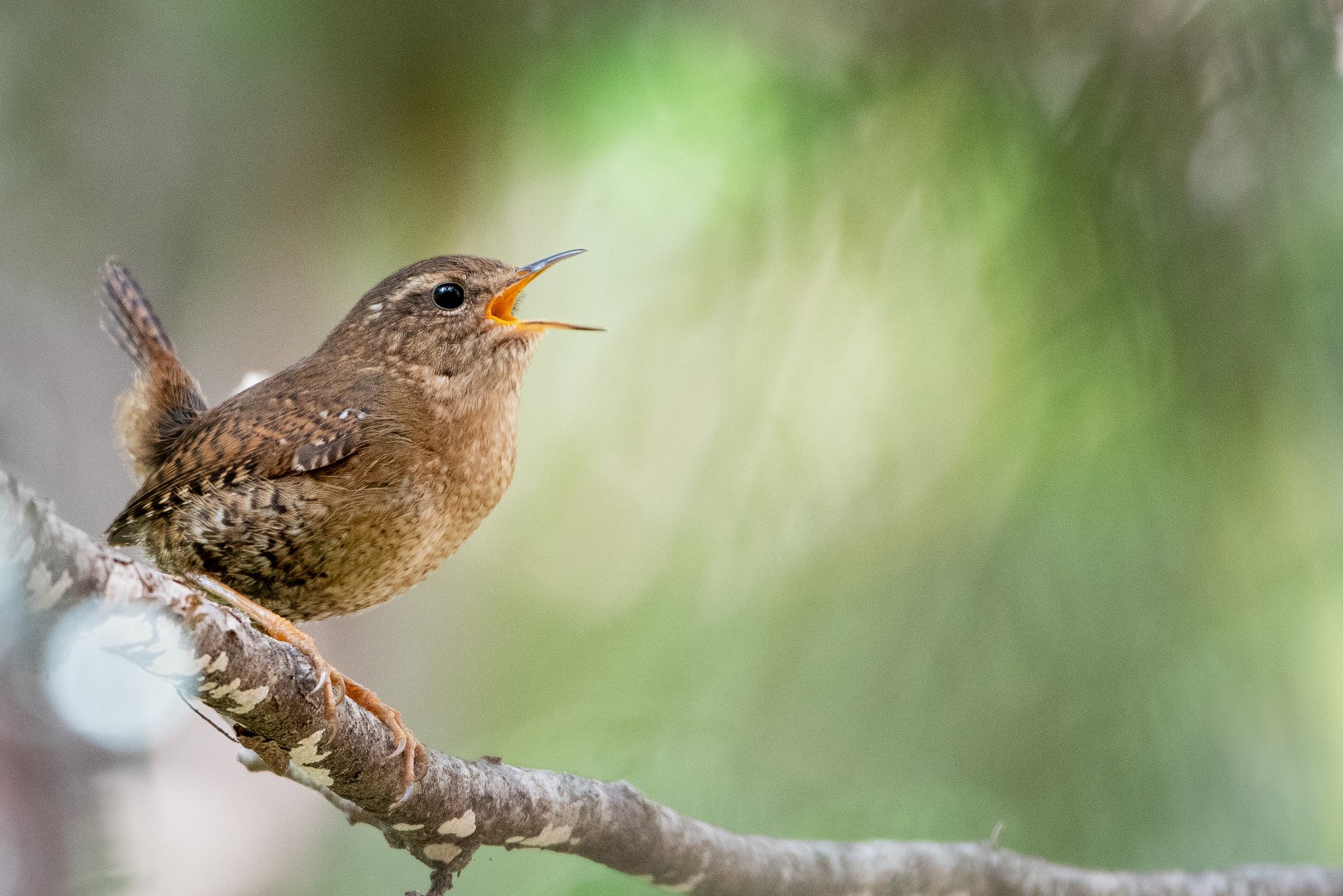 Pacific Wren