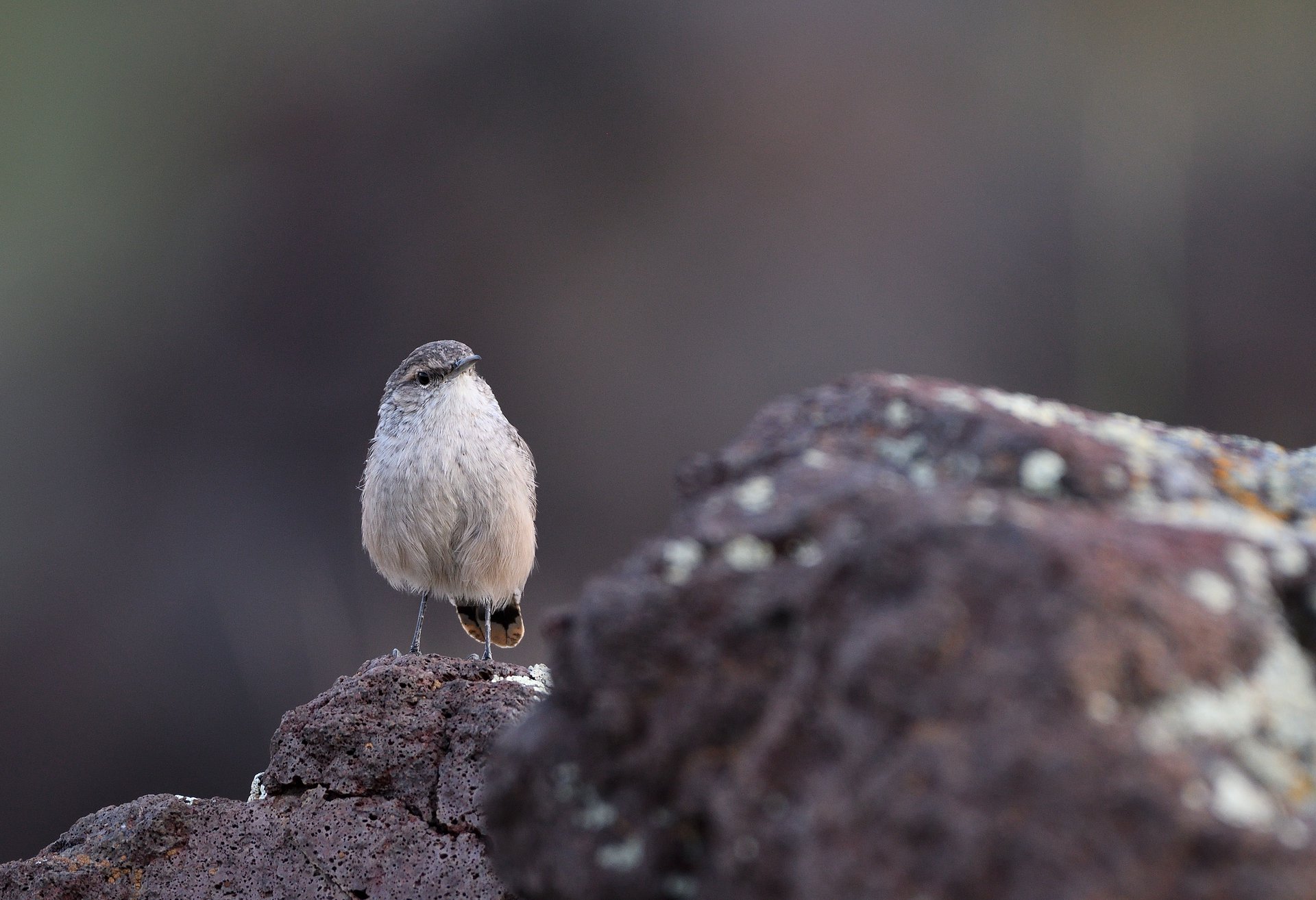 Rock Wren