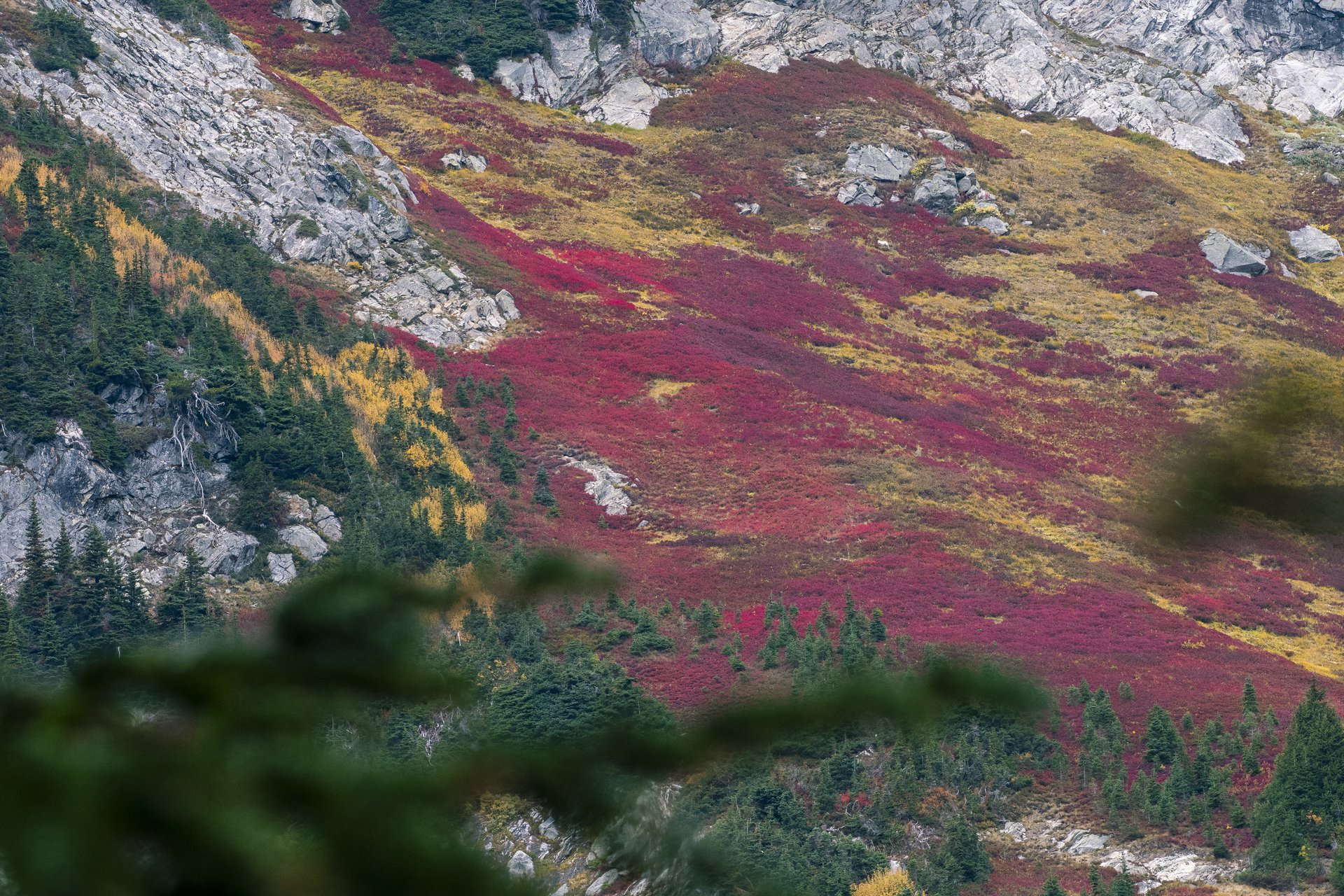 Huckleberry fields