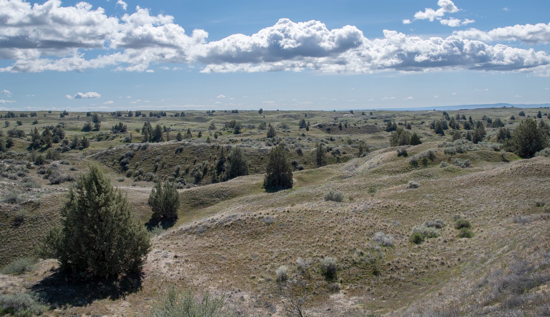 Juniper Dunes Wilderness