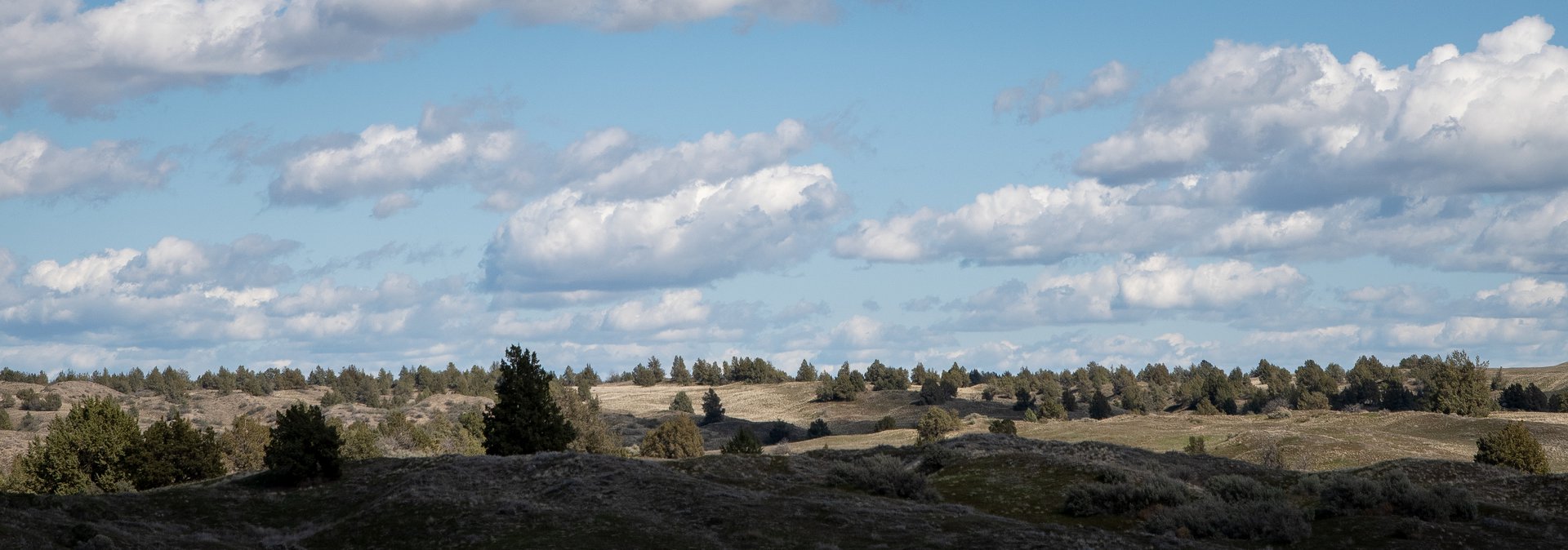 Juniper Dunes Wilderness