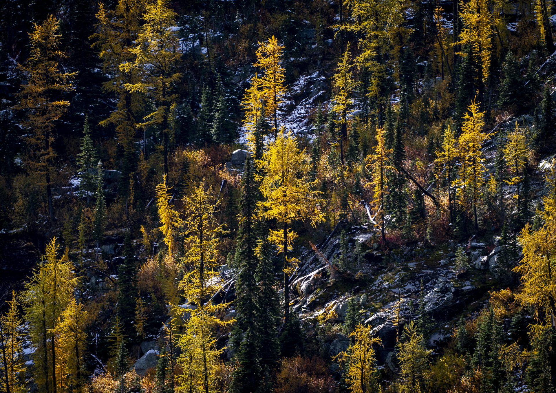 Larches